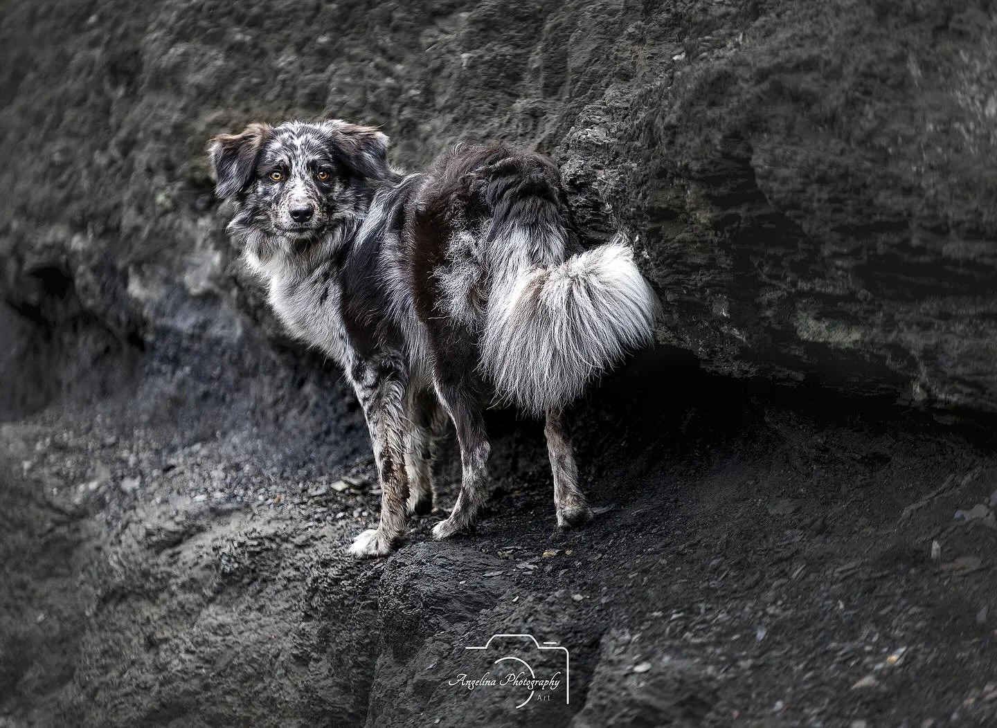&bull; Koya &bull; 

Derzeit hab ich so viele Gedanken im Kopf die rum schwirren und die ich n&auml;chstes Jahr umsetzen will. Portfoliotage, Pfotenwalks und und und.

Ich denke &uuml;ber Coachings nach und auch mal einen Workshop anzubieten und ich 