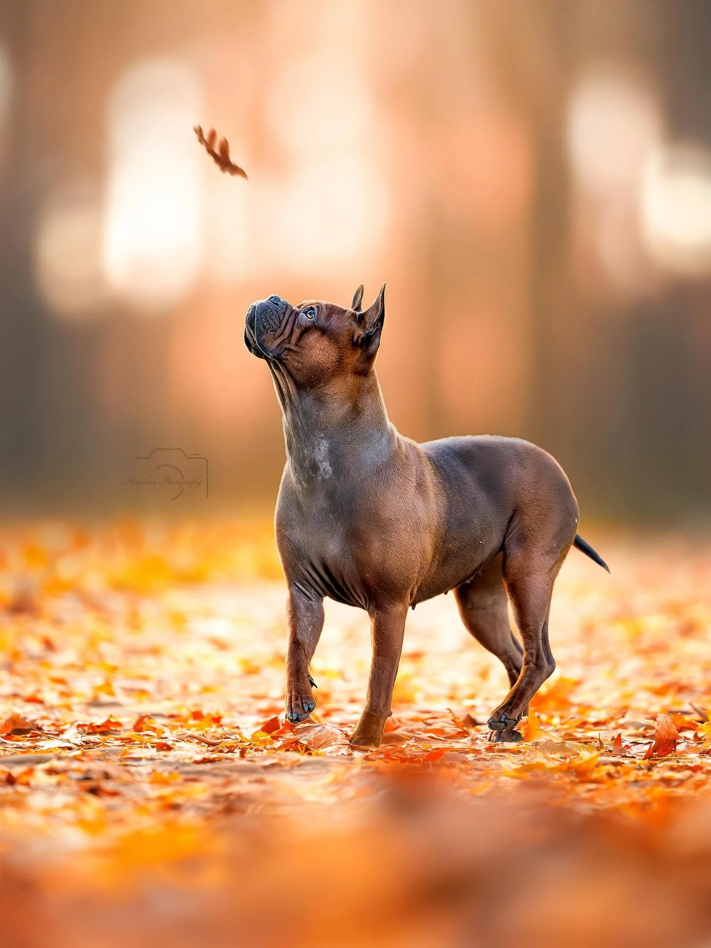 Guten Morgen ☺️ich muss sagen diese K&auml;lte auf einmal im Vergleich zu 28 Grad vor ein paar Tagen ist absolut nicht meins 😬

Wie seht ihr das? 🥲

#doglove #dogshooting #dogliebe #autumn #autumnvibes🍁 #tierfotografin #tierfotografie #tierfotogra