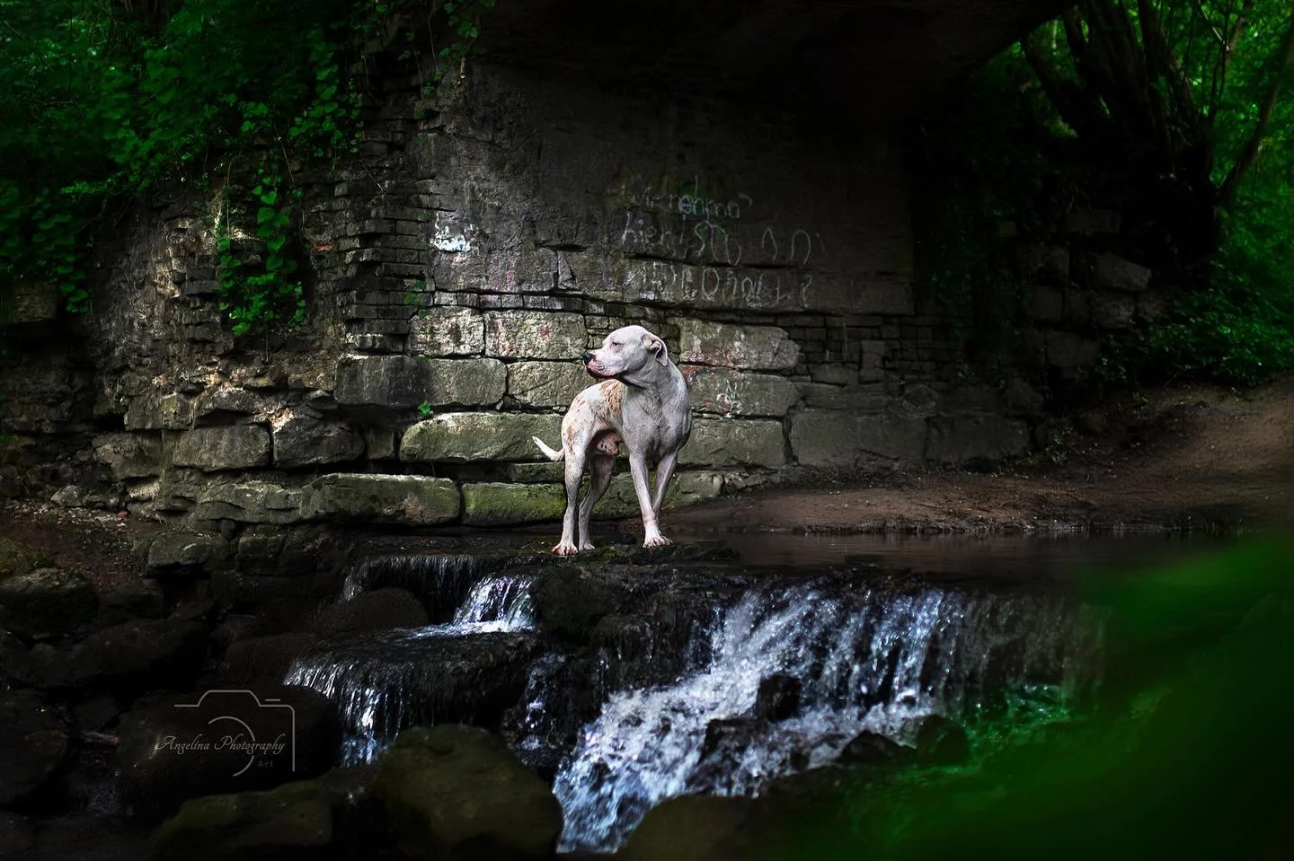&bull; Flash &bull;

Eines meiner Lieblingsbilder von Flash😍❤️

#dogshooting #dog #doglove #hund #hundefotografin #hundefotografie #hundeshooting #hundeliebe #photography #photographer #pawphotographer #tierfotografie #tierliebe #tierfotografin #tie