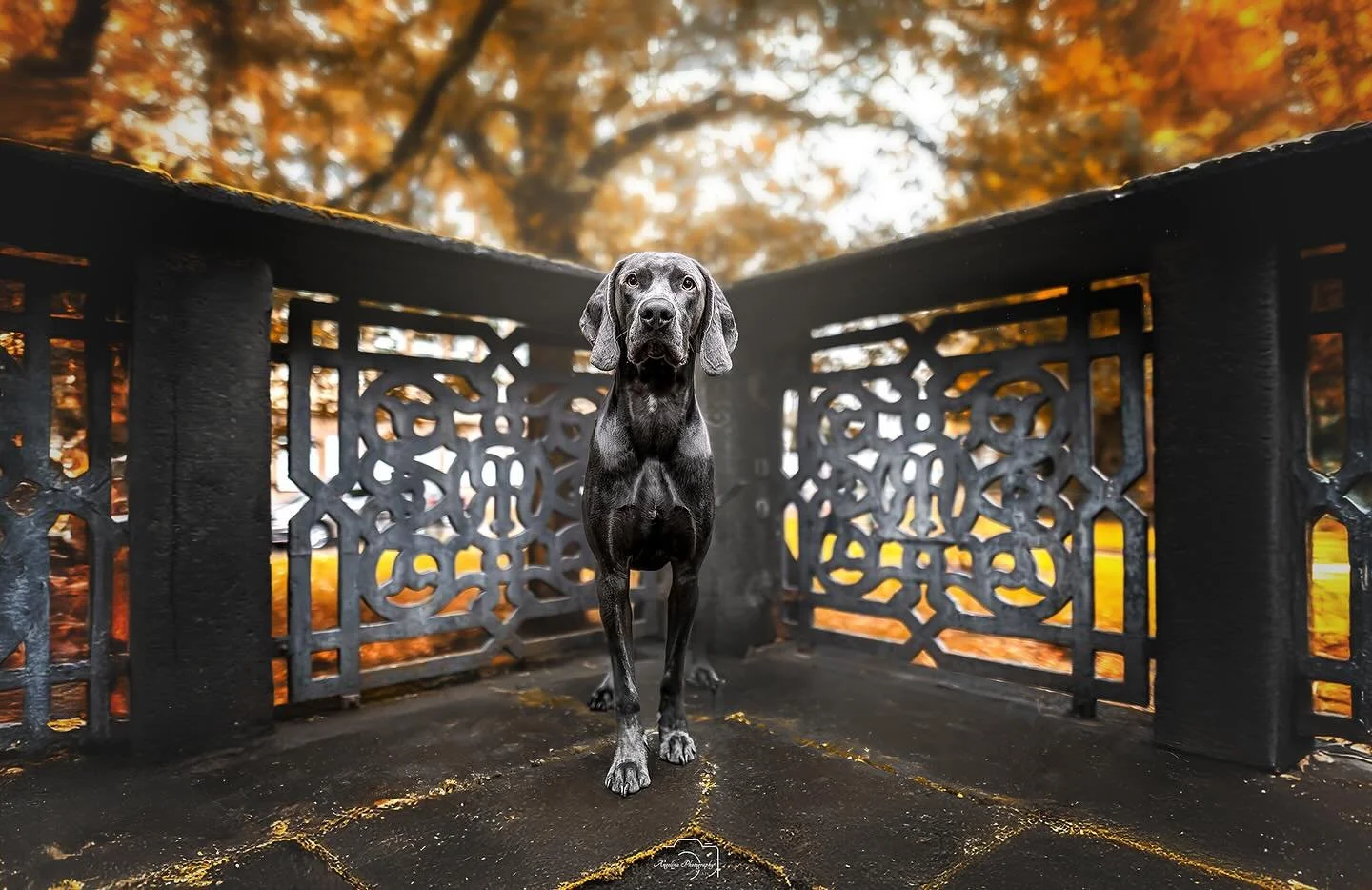 Heute mal was herbstliches 🤗❤️

&bull; ZEUS &bull;
Dieser h&uuml;bsche Kerl stand beim Fotowalk von @fotowalk_nrw  vor meiner Kamera 🤗❤️

#weimaraner #weimaraners_of_instagram #dog #derhund_official #tierfotografin #tierfotografie #beautiful #tierf