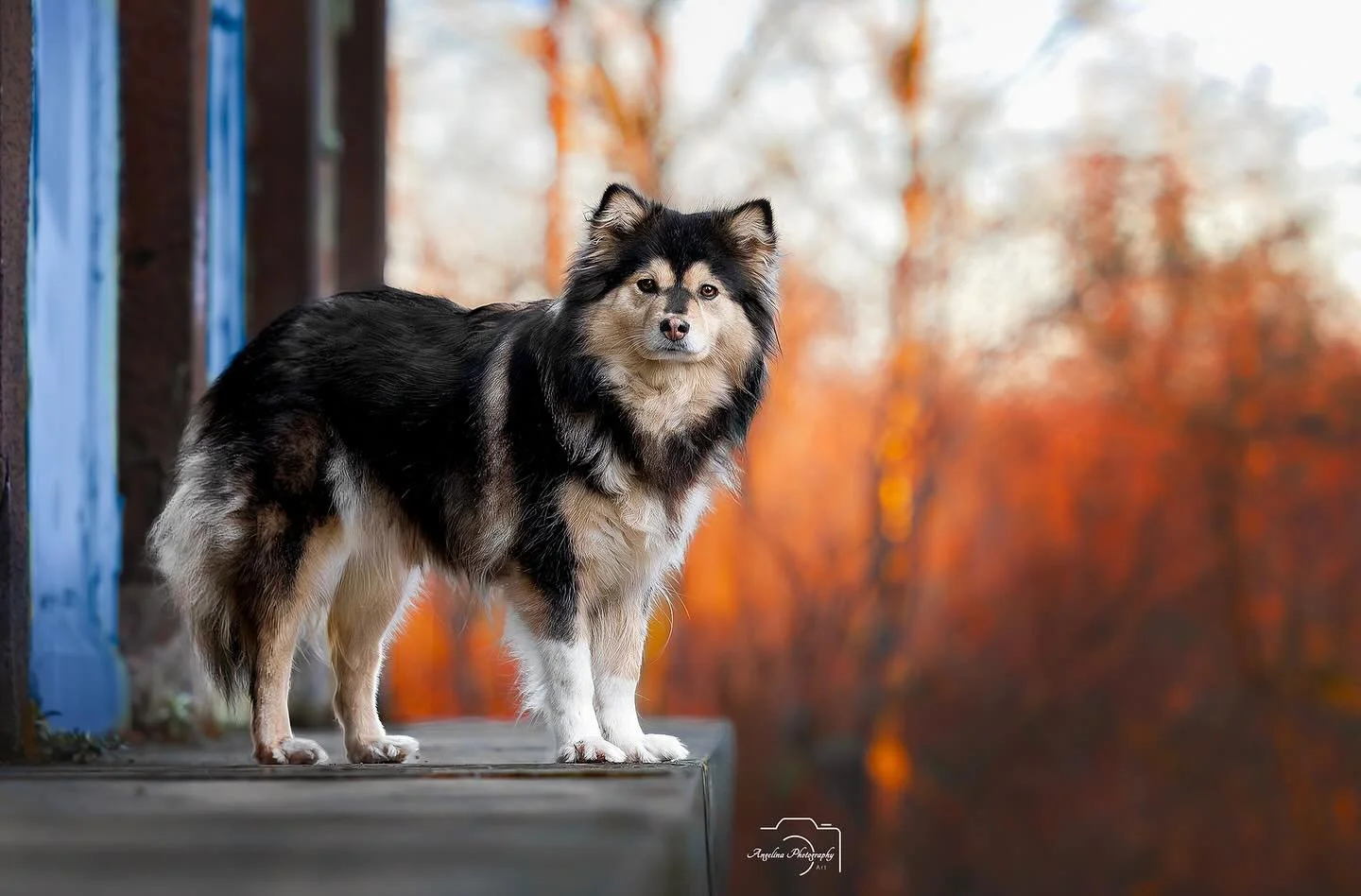 &bull; Wilma &bull; 

Zurzeit erdr&uuml;ckt das Wetter irgendwie meine Stimmung. Sobald es d&uuml;ster und regnerisch ist, kann ich meine gute Laune nur schwer oben halten. Geht's euch genauso? Mir fehlt eindeutig Vitamin D 🤗🤣

#doglove #dogshootin