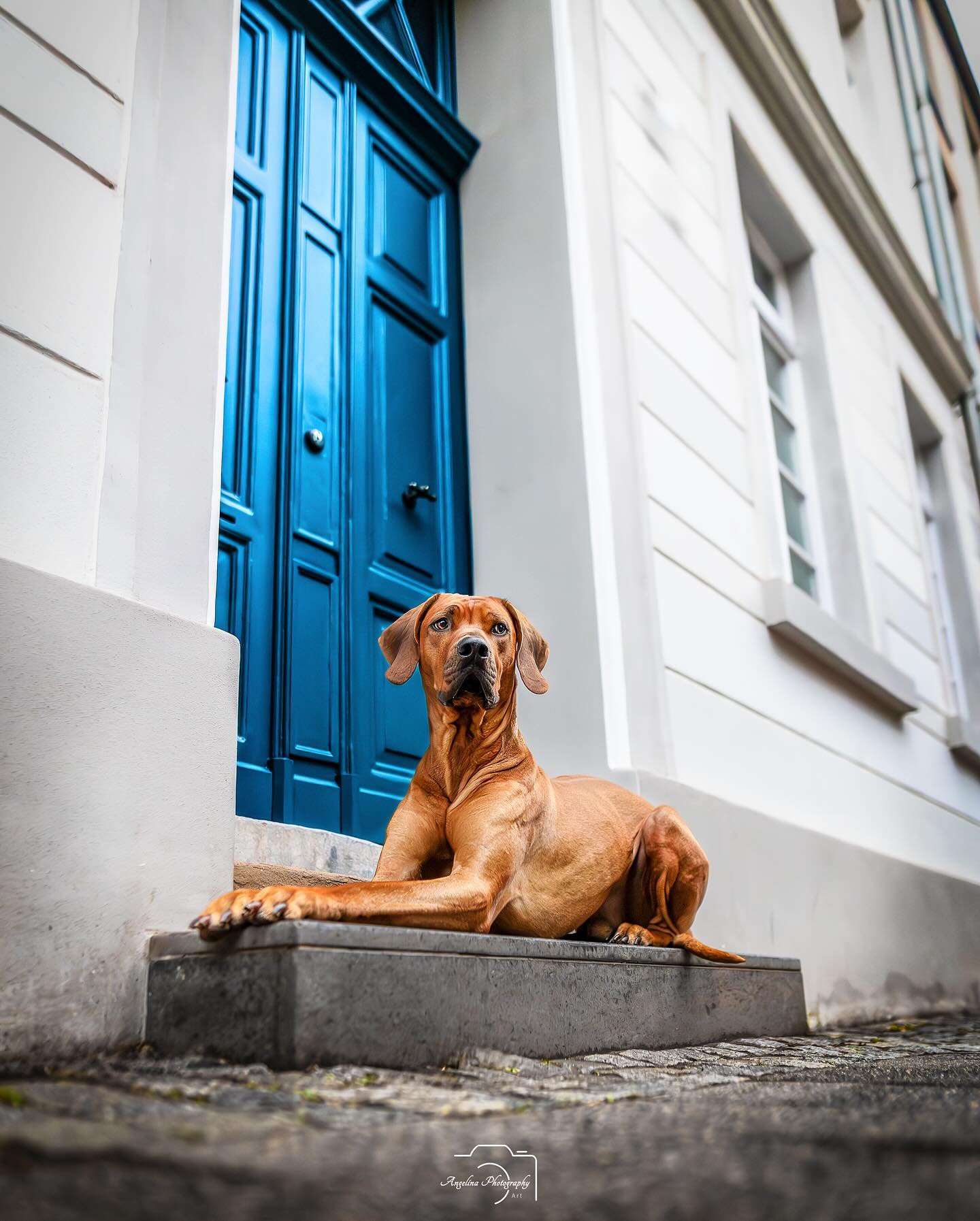 Guten Morgen... 

Der fr&uuml;he Vogel f&auml;ngt den Wurm oder muss einfach nur arbeiten 😂

Wie geht's euch am Sonntag m&uuml;sst ihr auch arbeiten oder liegt ihr noch im Bett oder versorgt ihr eure Tiere? 🤗

#doglove #dogshooting #dogliebe #liebe