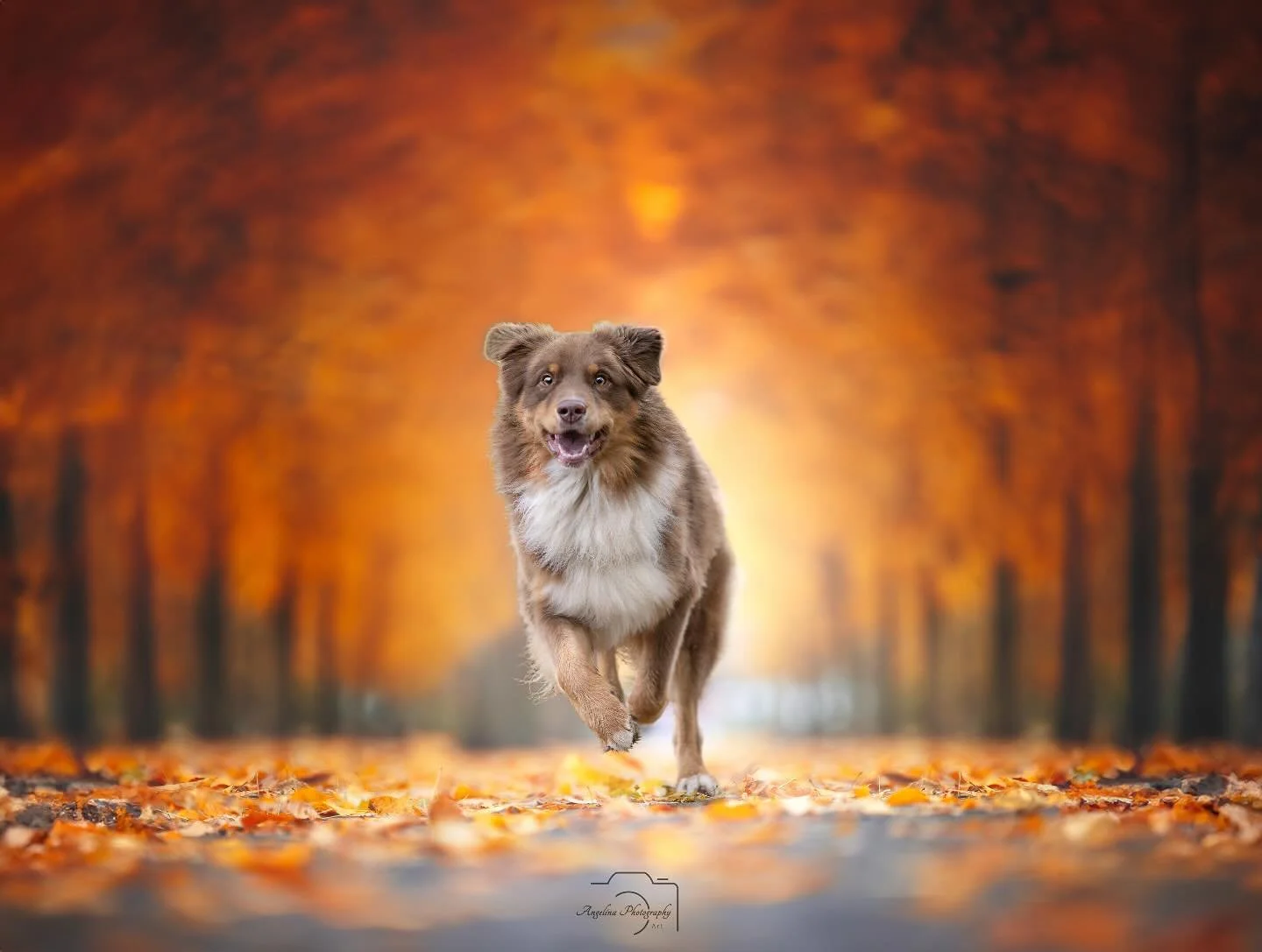 Wie sch&ouml;n,w&auml;re es jetzt,wenn die herbstlichen Farben jetzt mehr raus kommen w&uuml;rden und kein Regen 😍

#doglove #m&uuml;nsterland #m&uuml;nster #liebe #pawphotographer #pawphotography #tierfotografin #tierfotografinnrw #ennigerloh #beau