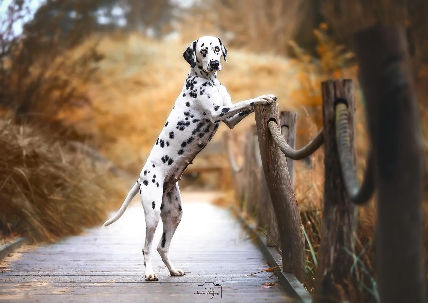 Ein altes Bild &ndash; aber neu erstrahlt in meinem aktuellen Stil 🤗

In den n&auml;chsten Tagen m&ouml;chte ich meine Aufnahmen aus dem Jahr 2024 noch einmal durchst&ouml;bern. Dabei werde ich einige meiner Lieblingsmotive neu bearbeiten &ndash; ei