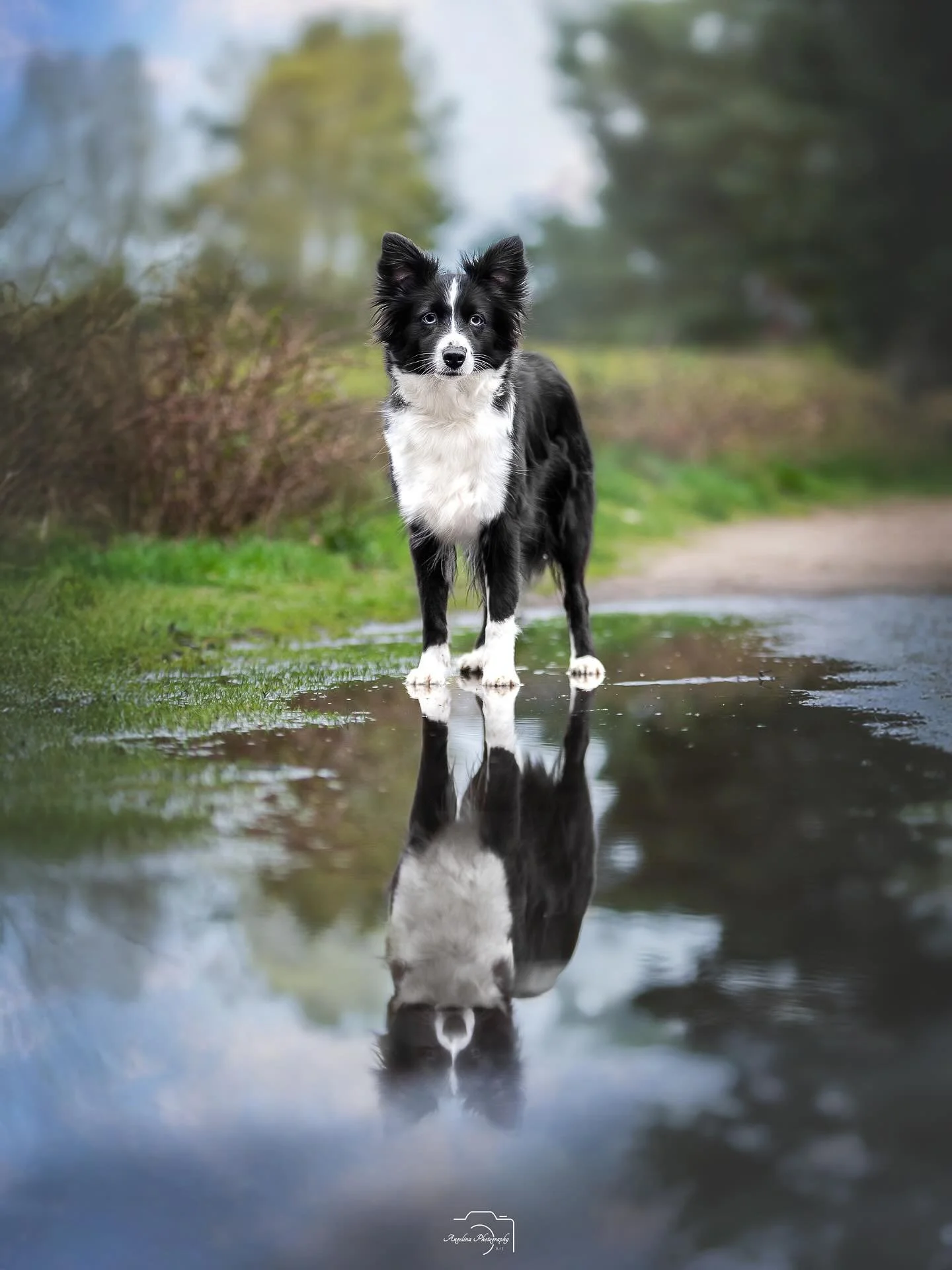 Guten Morgen 🤗
Derzeit bin ich so im Fotografie Wahn. Selbst bei Regen w&uuml;rde ich am liebsten,was starten 🥲
Wie seid ihr drauf? 
Regen bleibt Kamera drin oder raus damit und ab geht's? 😂

#doglove #dogshooting #photography #photographer #pawph