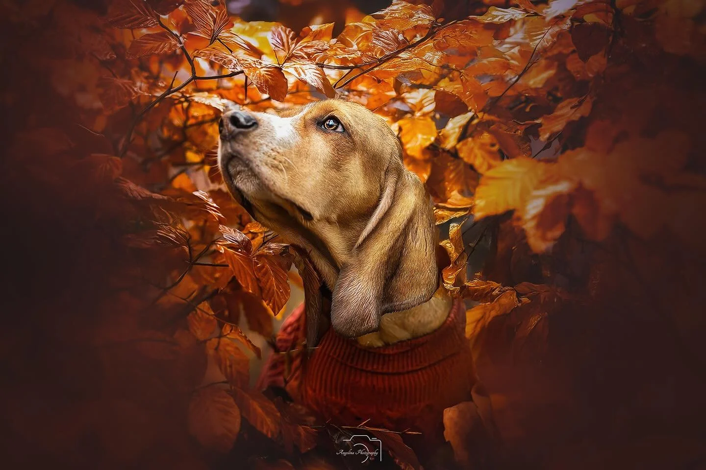 &bull; Hunter &bull; 
Wir hatten die Tage ein wundersch&ouml;nes  Shooting in einem Wald. Ich kann nur sagen, es hat geregnet und wir haben uns tapfer geschlagen und einfach unser Ding gemacht 😎🙈

@saerahs.photography  bin ich dann auch noch vor di