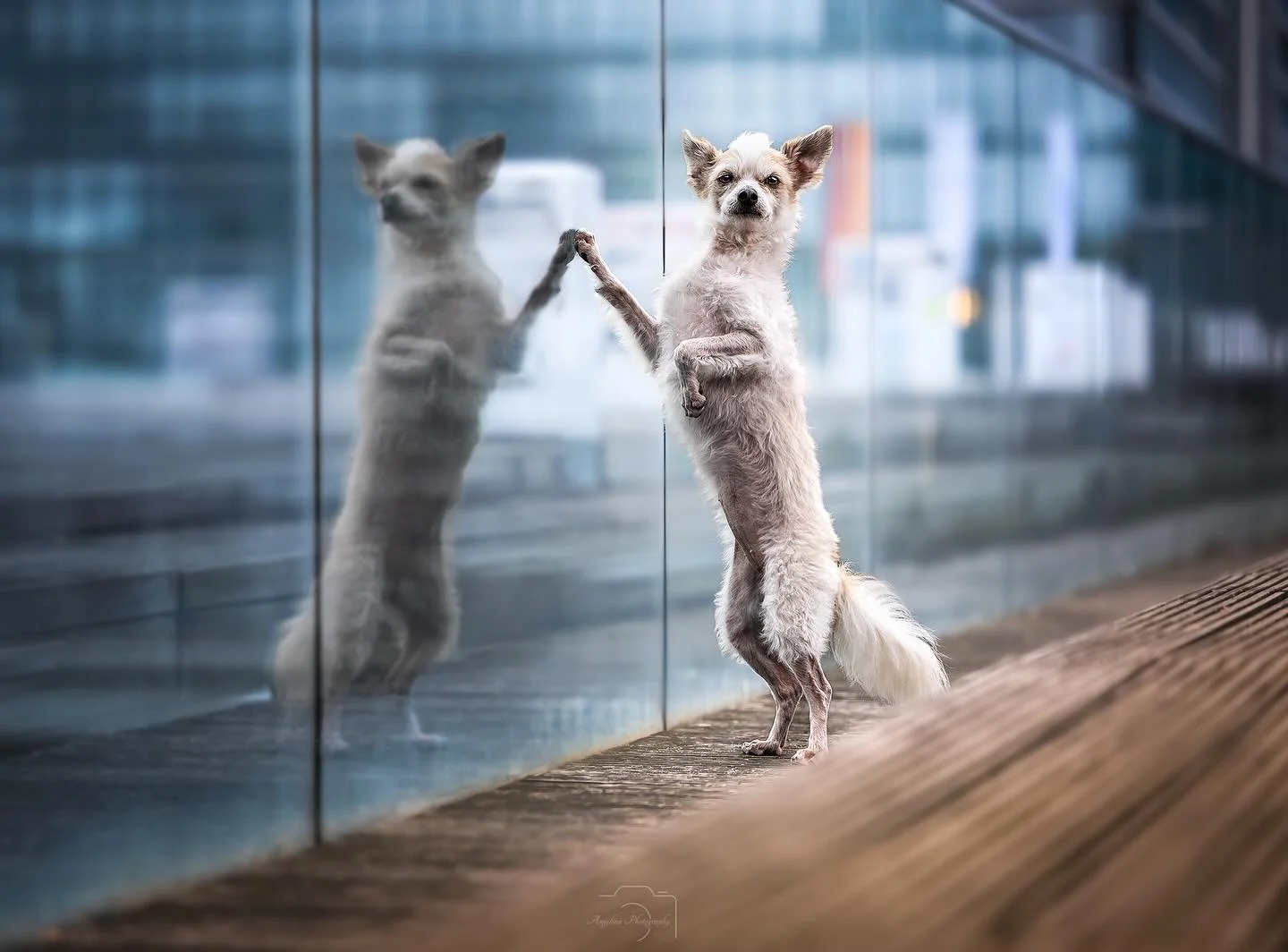 Guten Morgen an euch da drau&szlig;en. 
Was sagt ihr zu diesen warmen Temperaturen  im Dezember? Feiert ihr es oder wollt ihr lieber Schnee? 🙈

#dogshooting #dog #doglove #dream #animal #animalphotography #animalphotographer #tierfotografin #tierfot