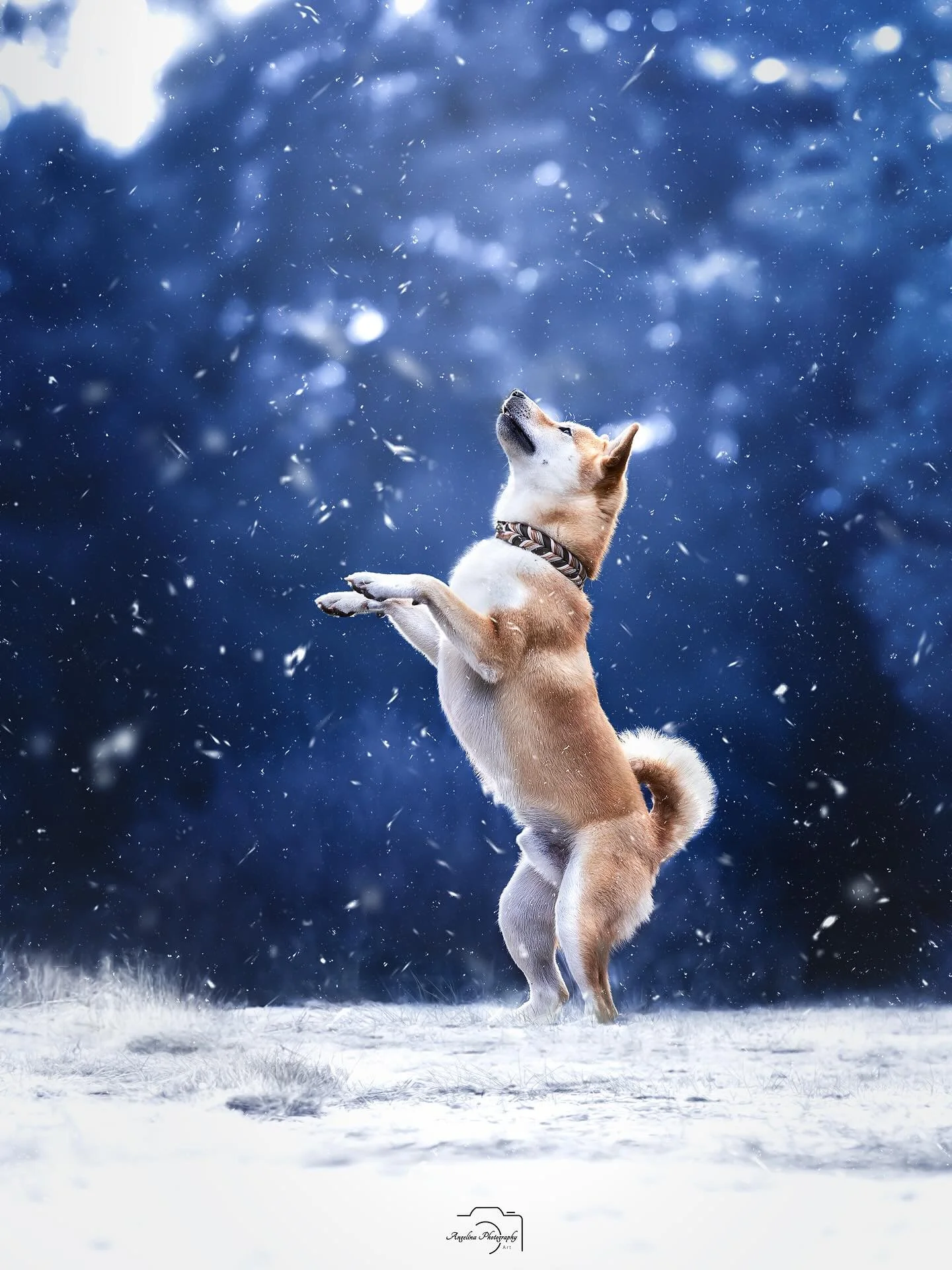 F&uuml;r das n&auml;chste Jahr schwirren mir so unendlich viele Gedanken im Kopf,was man machen k&ouml;nnte. 

An sch&ouml;nen Locations, Walks. 

Ich freue mich schon sehr darauf. 

Leider war dieses Jahr nicht ganz soviel m&ouml;glich, da ich meine