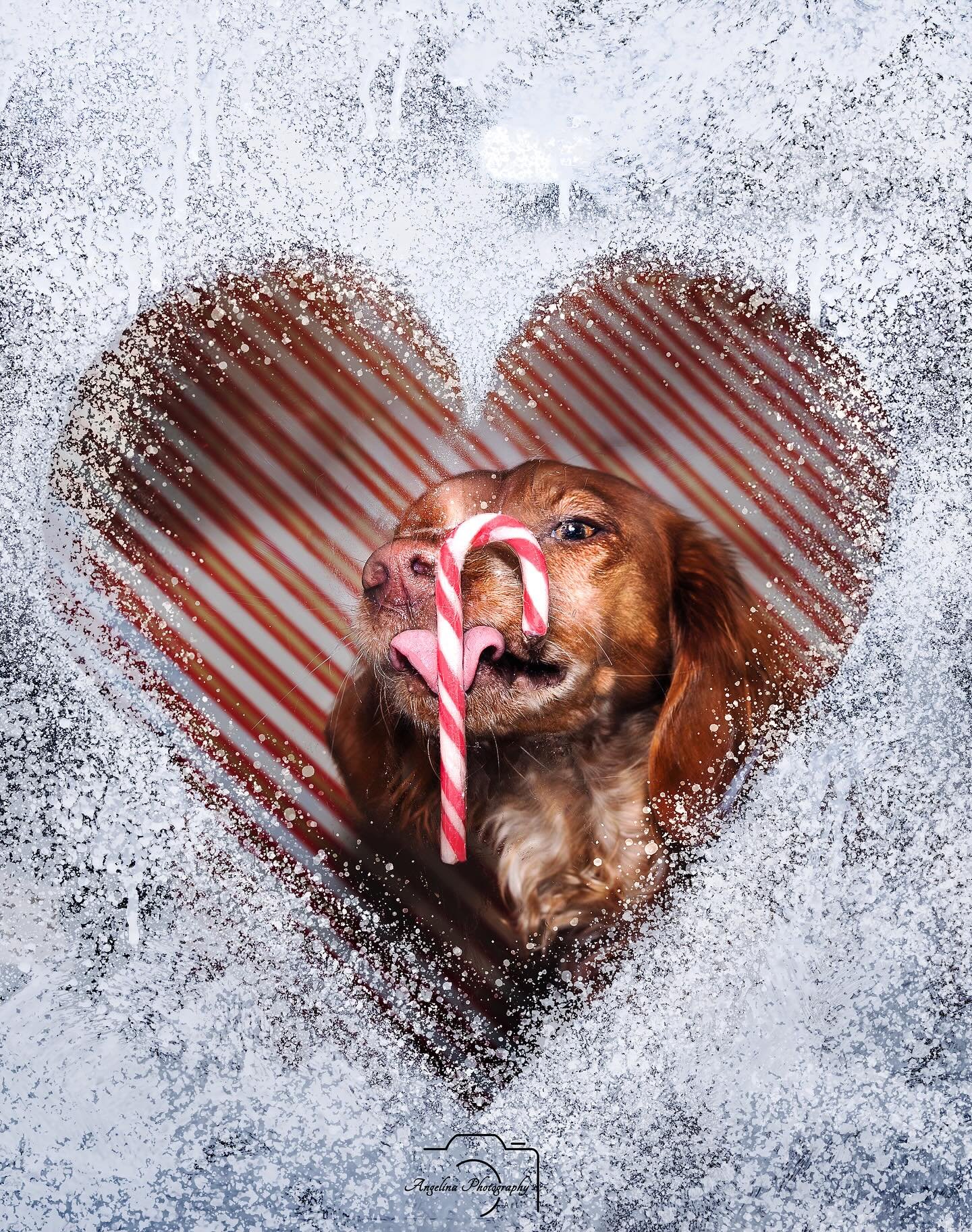 Ich w&uuml;nsche euch allen ein frohes Weihnachtsfest mit euren Lieben ❤️

Ich darf heute arbeiten und Bereitschaft habe ich auch noch 😪

Die Tage habe ich mich mal daran versucht meinen eigenen Hund Zuhause zu fotografieren 🤣🙈 ich w&uuml;rde sage