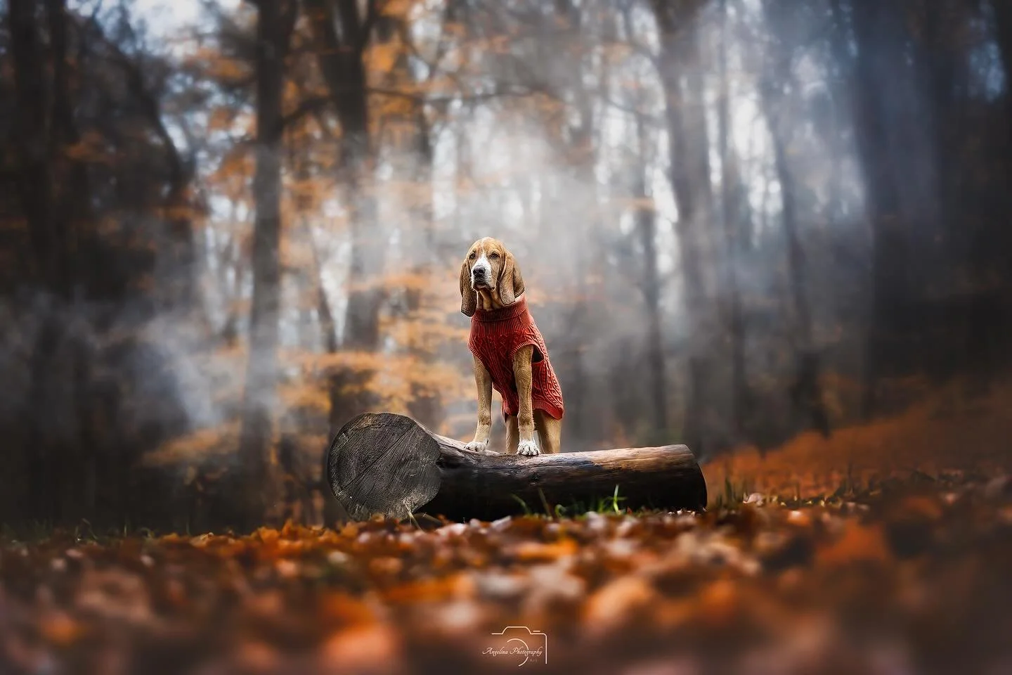 Wie sch&ouml;n kann sich eigentlich klein Hunter mit seinen Farben in diesen sch&ouml;nen Herbstwald einf&uuml;gen? 🙈

Gut klein ist der Kerl bestimmt nicht mehr 🥲

#tierfotografin #tierfotografinnrw #tierfotografiewaf #m&uuml;nsterland #warendorf 