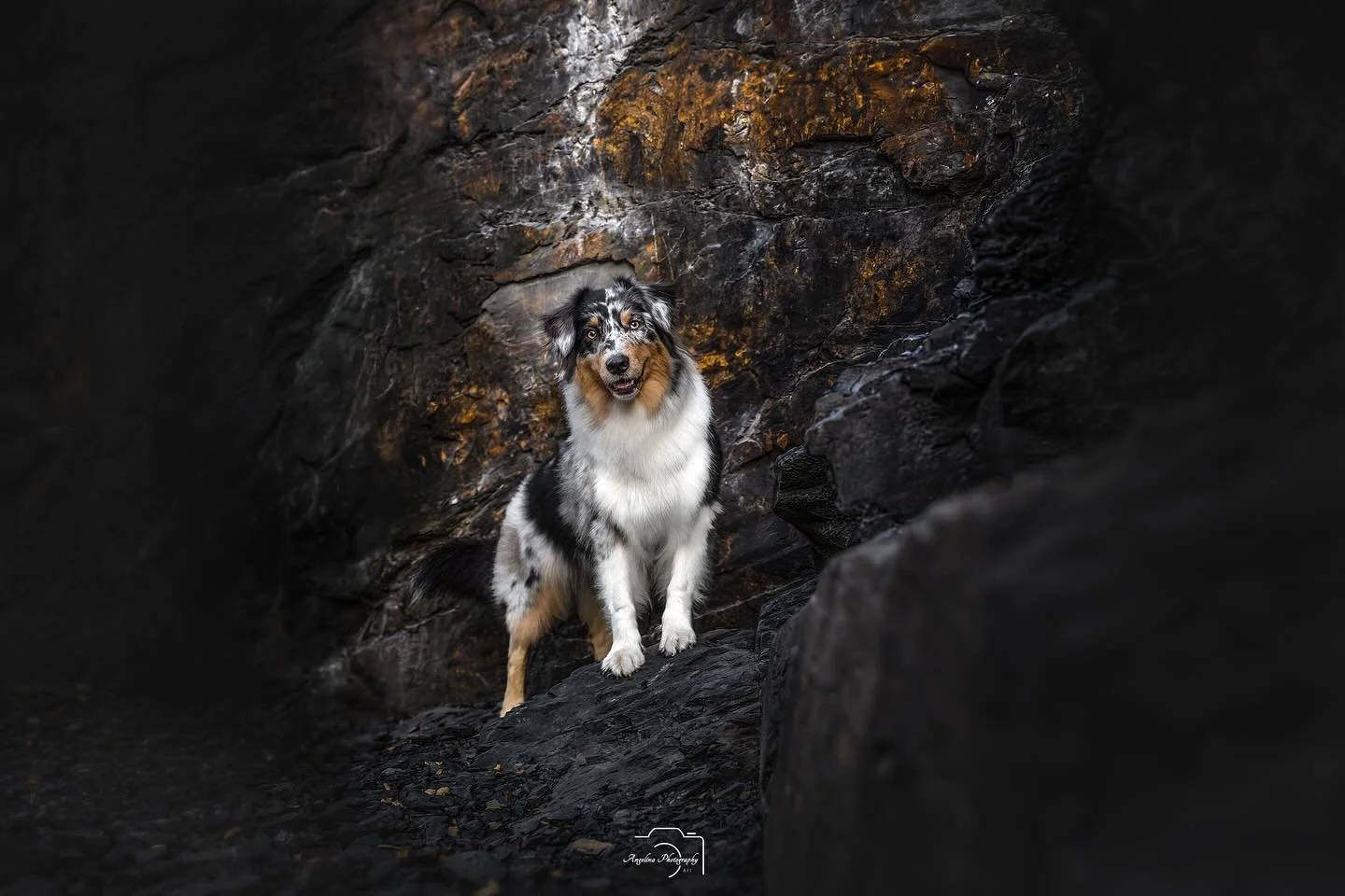 Demn&auml;chst startet ein Pfotenwalk von mir in einem wundersch&ouml;nen Steinbruch ❤️☺️

@polly_aussiefiziert nahm teil und hat ganz viele Bilder als sch&ouml;ne Erinnerung mitnehmen k&ouml;nnen ☺️

Du m&ouml;chtest  auch daran teilnehmen und solch
