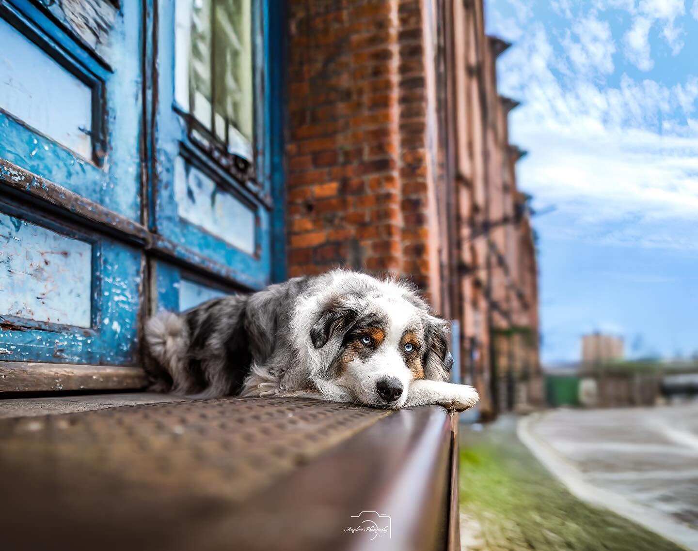 Guten Morgen an alle ❤️😊

Manchmal f&auml;llt mir echt nicht ein,was ich schreiben  soll.🫣

Habt ihr auch des&ouml;fteren  das Problem? 🤣

#tierfotografin #hamburg #city #photography #tierfotografin #tierfotografie #tierfotografinnrw #hundefotogra