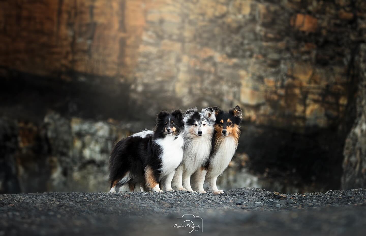Zu gut kann ich mich noch erinnern mit @amideros_shelties ,wo wir an meiner Lieblings Location waren 😍🥰

Entstanden beim Pfotenwalk von mir @byangelina.events