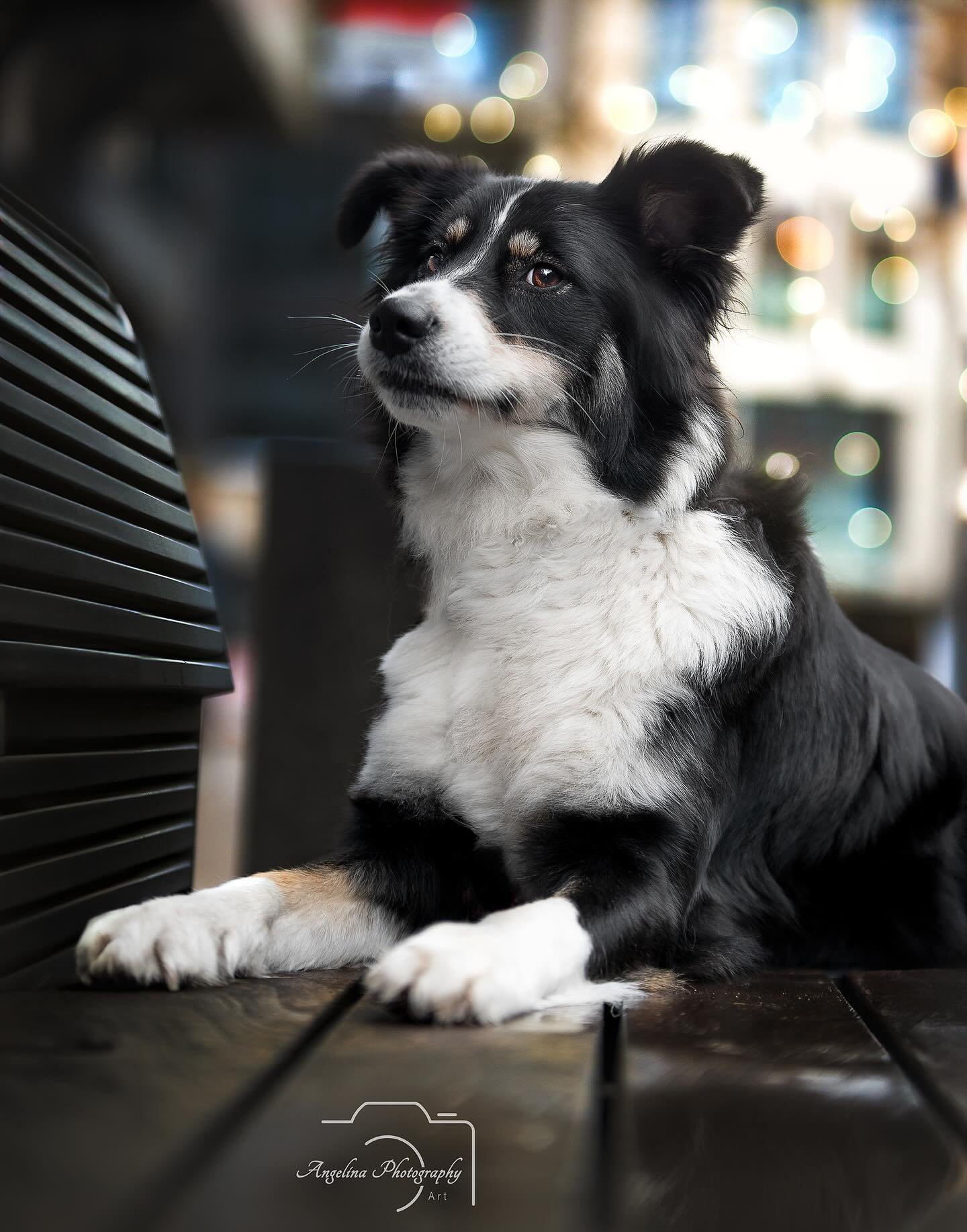 &bull; Ari &bull;
Lange ist es her aber auch eines meiner Lieblings Bilder vom Fotowalk bei @fotowalk_cloppenburg ☺️

#tierfotografin #tierfotografie #hund #hundefotografin #hundefotografie 
#m&uuml;nsterland #m&uuml;nster #beckum #warendorf #beautif