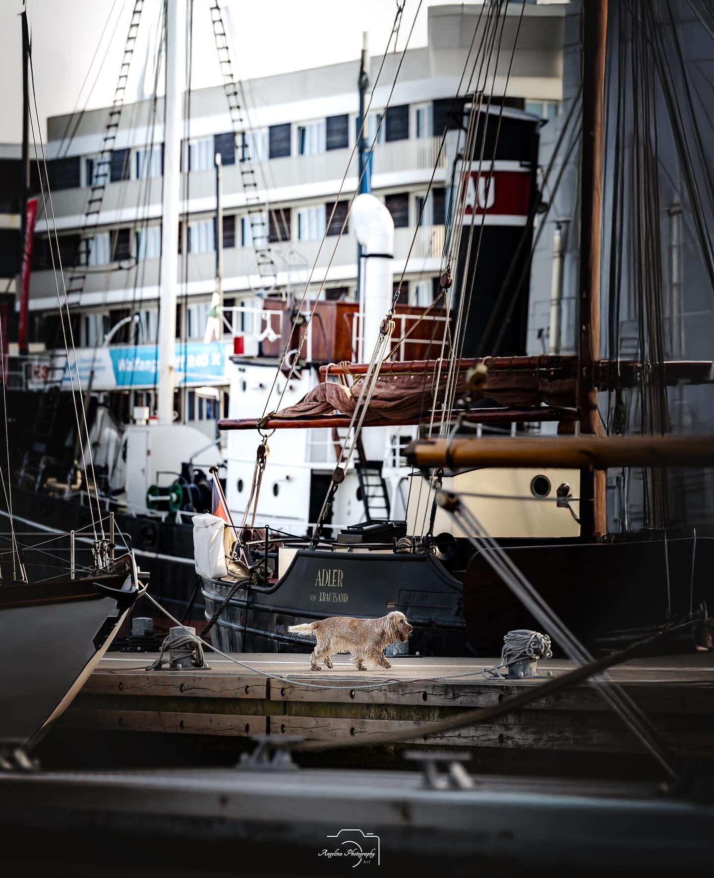 &bull; Disney &bull; 

Eines meiner Lieblingsbilder von @disney_thecocker 

Es war eig ein reiner Zufall,wie sie zum Herrchen zur&uuml;ck lief 🙈

#hafen #wasser #water #boot #schiff 
#tierfotografin #tierfotografie #fotoshooting #fotografie #tierfot