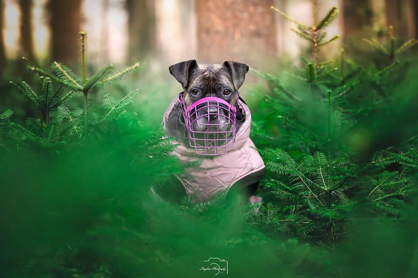 ✨ Weihnachtswunder Shooting &ndash; Aria ✨ @staffyventures 

Im Rahmen der Aktion &bdquo;Weihnachtswunder&ldquo; durfte ich die wundervolle Aria kennenlernen und fotografieren.
Sie ist ein Staffordshire-Terrier-Mix, fast 9 Jahre alt und lebt seit 202