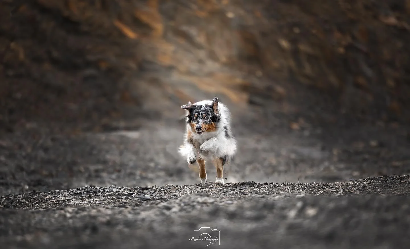 &bull; Polly&bull; 
Ein Hund, wie ich es liebe 😍f&uuml;r allen Kram zu haben 🤣

Ich freue mich noch auf hoffentlich viele weitere Shootings 🫣

#steinbruch #liebe #tierfotografin #tierfotografie #beautiful #aussie #australianshepherd #doglove #dogs