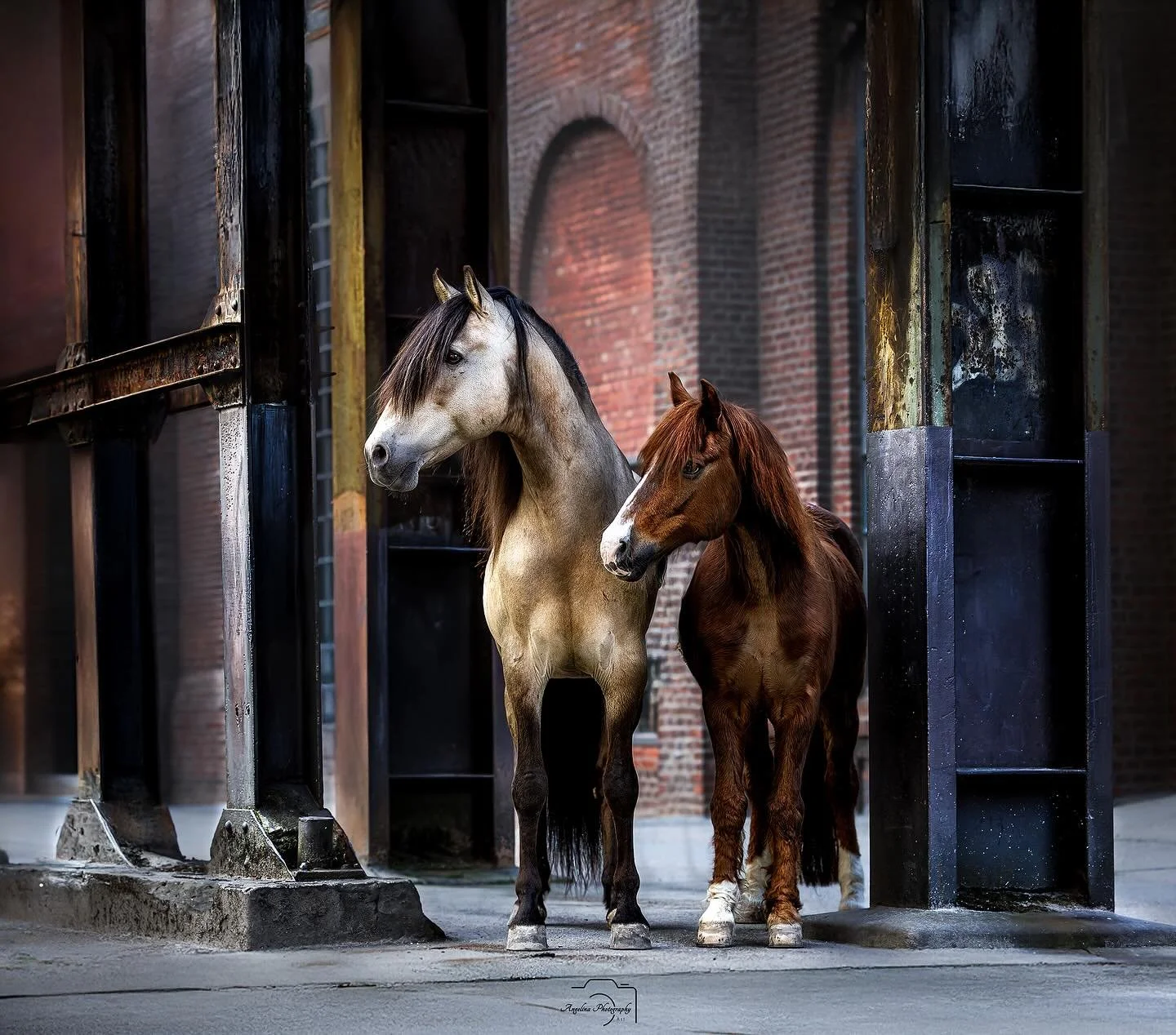 Latte Macchiato und Solido....🥰

Wie sch&ouml;n sind die Beiden  bitte in dieser Industrie 😍

Vom Portfolio Tag bei @andreazachrau_photography

#photographer #horse #horseshooting #beautiful #industrial #duisburg #pferd #pony #tierfotografin #tierf