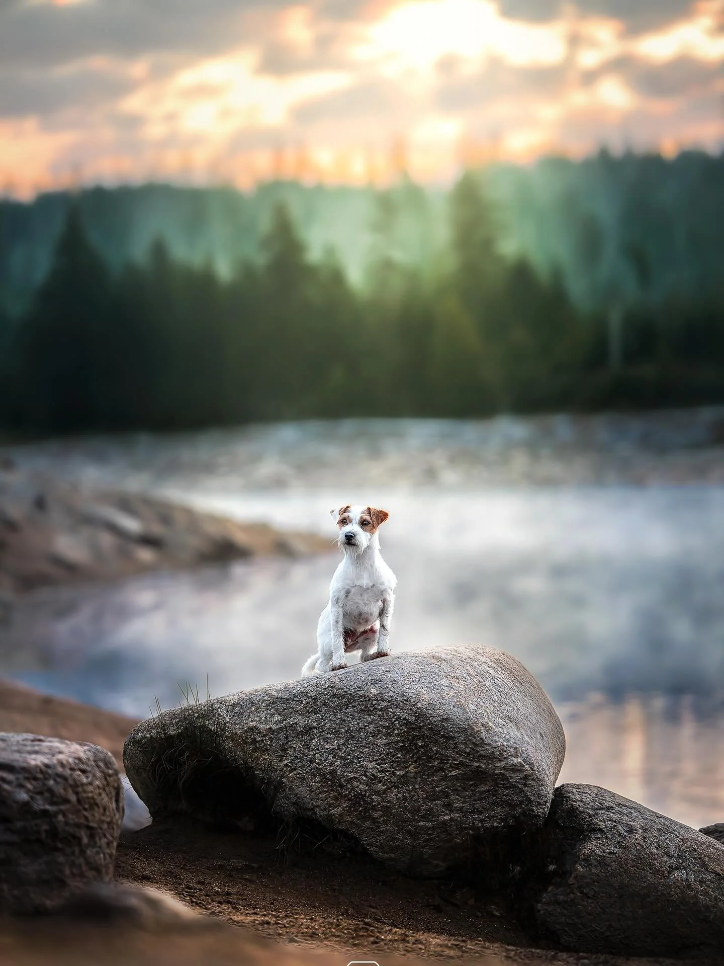 &bull; Tilda &bull; 

Kleiner Hund auf  gro&szlig;em Stein im Harz. 

Ich k&ouml;nnte am liebsten  jeden Tag dorthin. Diese Location geh&ouml;rt echt zu meinen liebsten ❤️

#doglove #hundefotografie #beautiful #sweet #nature #beforeandafter #edits #e