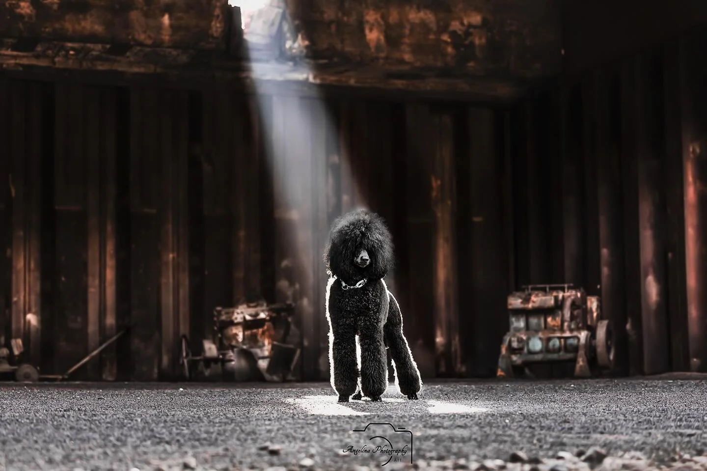 Mega Moment gewesen. Dieser Lichtstrahl war direkt so wow....😍

Und dann so ein Pudel hat mich direkt geflasht 😍

Ich liebe solche besonderen Momente ❤️

#pudel #pudelliebe #pudelgl&uuml;ck #tierfotografin #tierfotografie #dogsofinstagram #industri