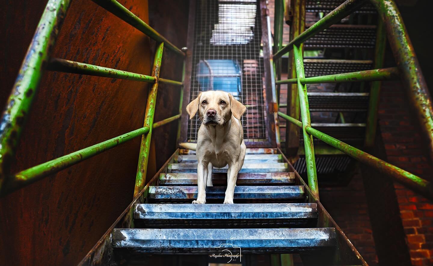 &bull; JUNA &bull;

Heute macht einen dieses graue Wetter einen ja echt wieder verr&uuml;ckt mehr Herbst,wie Winter.

Und deswegen mal was Farben frohes f&uuml;r euch 🤭❤️

#labrador #dogshooting #dog #dogshooting #fotoshooting #fotografie #pawphotog