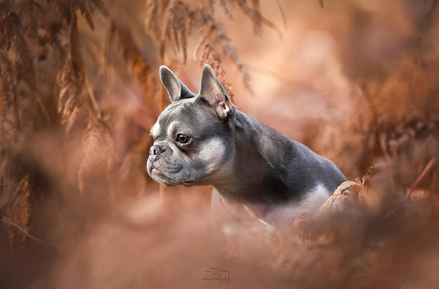 &bull; Cleo &bull;

In ein paar Tagen ist es bei mir soweit. 

Ich werde operiert. Ich habe Angst. Warum? Weil ich schlechte Erfahrungen 2014 gemacht habe. 
Auch des&ouml;fteren bin ich bei Sedierungen urpl&ouml;tzlich wach geworden. Ist die Angst be