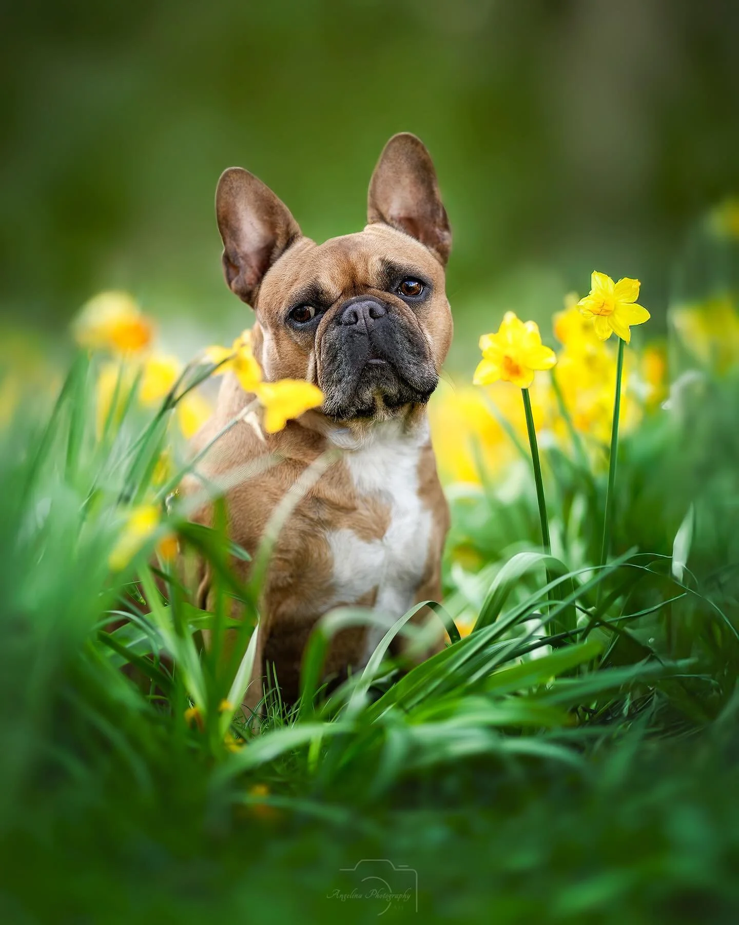 Dieses Jahr kann ich leider an der Bl&uuml;ten Pracht nicht teilnehmen 🥲

Aaaaber ich habe vorgesorgt 🥰letztes Jahr habe ich ein paar Bilder machen k&ouml;nnen 😜

N&auml;chstes Jahr gebe ich wieder Termine 🥰
#narzissen #blumen #flower #yellow #ge