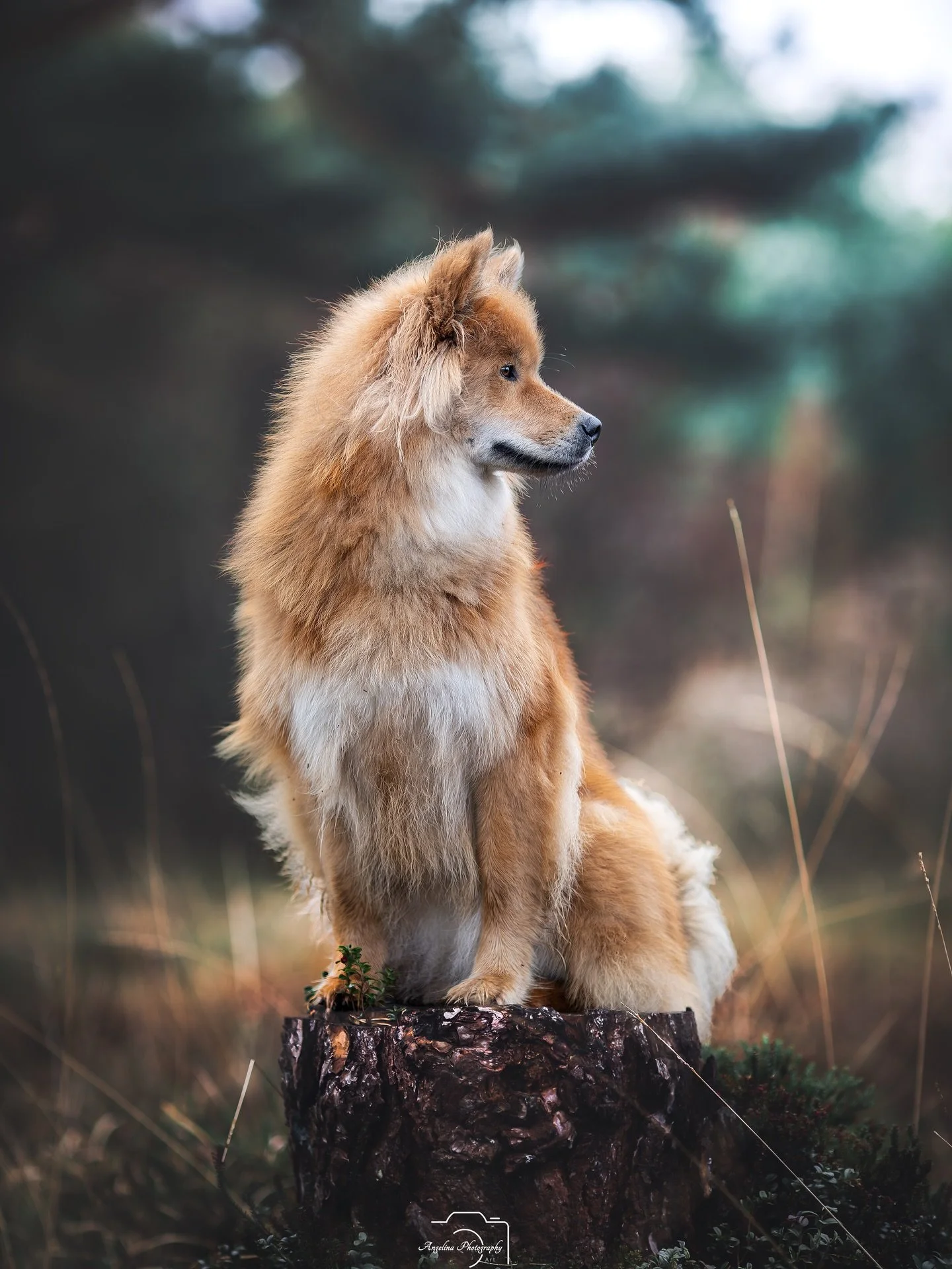 Bin schon wieder an meiner Homepage  dran f&uuml;r Pfotenwalks und Fotowalks 😂❤️👍

Derzeit bin ich sehr flei&szlig;ig 😎

#doglove #dogshooting #tierfotografin #tierfotografie #pawphotographer