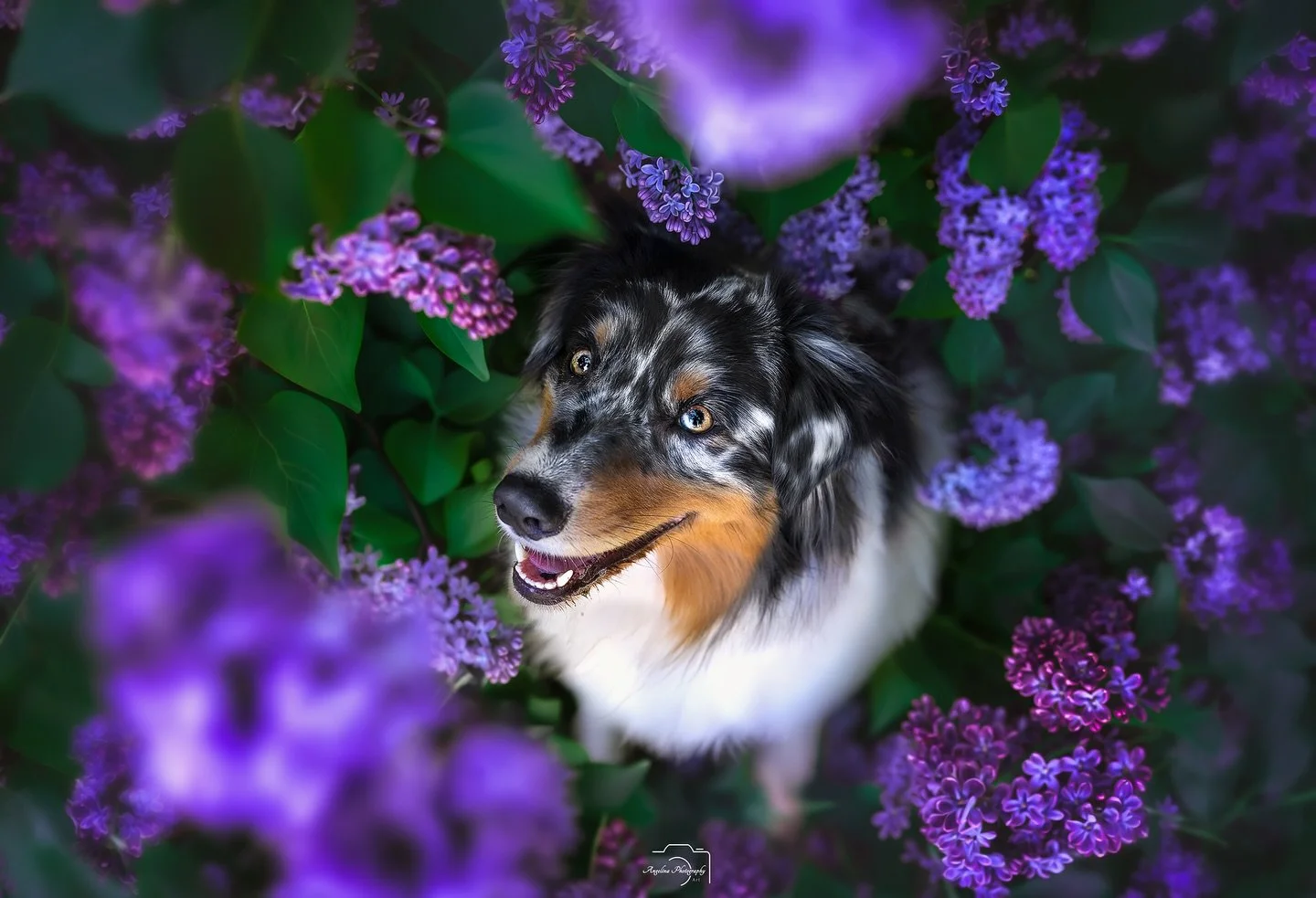 @polly_aussiefiziert im Flieder 🙈

Was soll ich sagen? Ich liebe diese Farben? Und dann der Hund da drin 😍

Was w&uuml;rdet ihr bevorzugen mitten im Blumen Meer oder im Wald ein Shooting? Oder darf im Shooting auch Wasser enthalten sein? Die Urbane