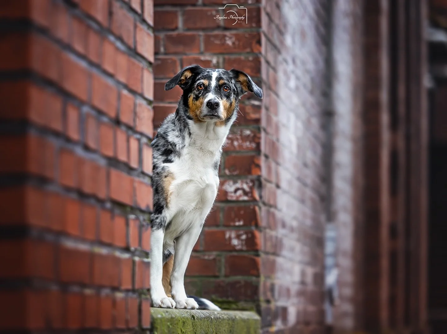 &bull; Zasou &bull;

Ich muss ja zugeben ich liebe diese Urbanen Szenen 😍

Auf meinem Plan steht echt noch mehr St&auml;dte zu erkunden  um dort tolle Fotos zu machen 💪

Muss ja zugeben Wien w&auml;re auch interessant 🤭

#doglove #tierfotografin #