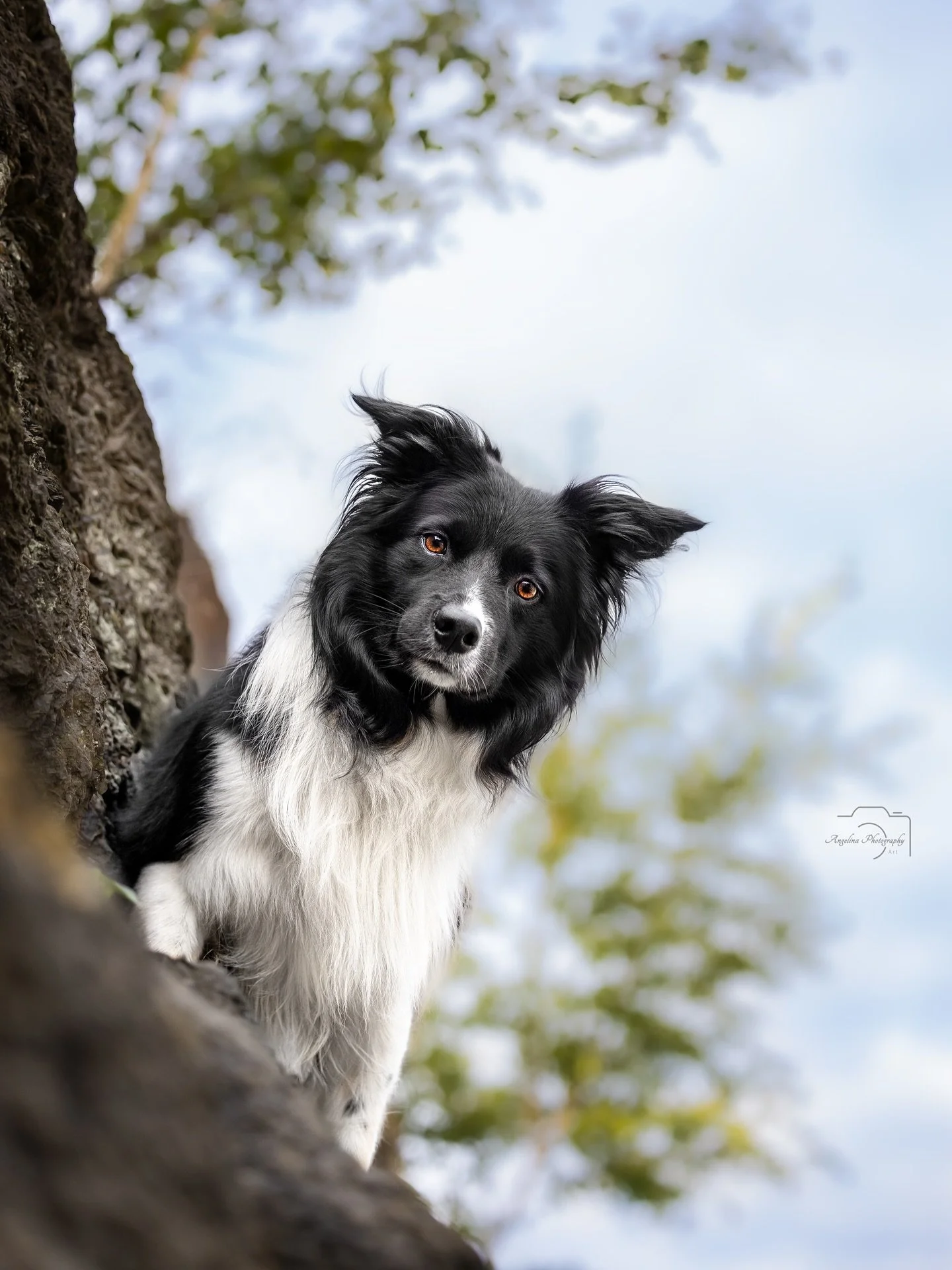 &bull; Brave &bull; 

Wow, was sieht dieser Hund einfach nur toll aus 😍

Zb auch auf meinen Pfotenwalk entstanden. ☺️

Du m&ouml;chtest  auch so ein Bild? Ich habe einen letzten  Platz in Osnabr&uuml;ck frei. Buche dir deinen Platz  f&uuml;r 45&euro