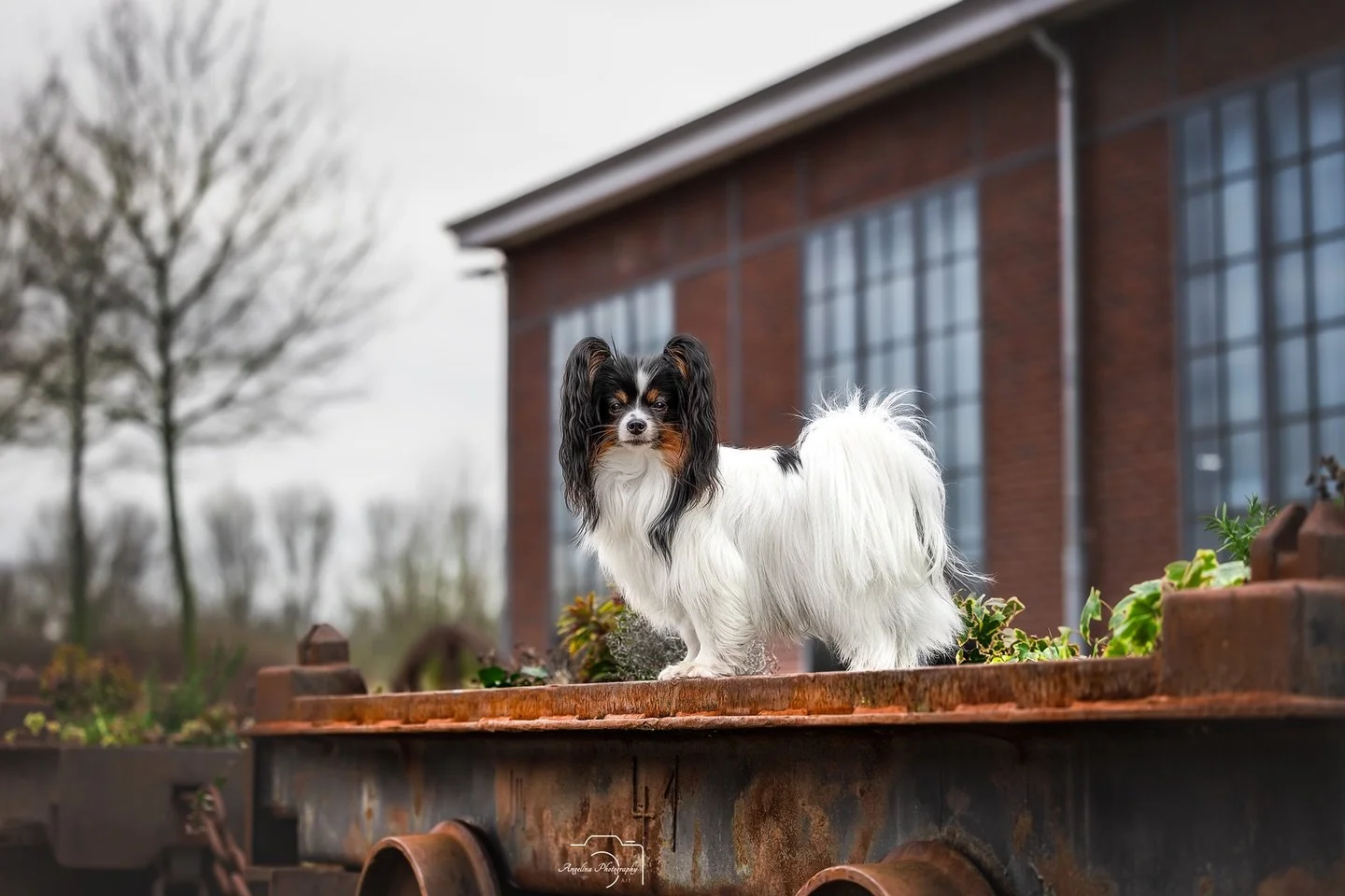 Orie ☺️

Muss sagen habe mich direkt in diesen h&uuml;bschen Hund verliebt 😍❤️

Wie kann man nur so sweet sein 😆

#doglove #tierfotografin #m&uuml;nsterland #osnabr&uuml;ck #pawphotographer 

_____________________________________________________
Ti