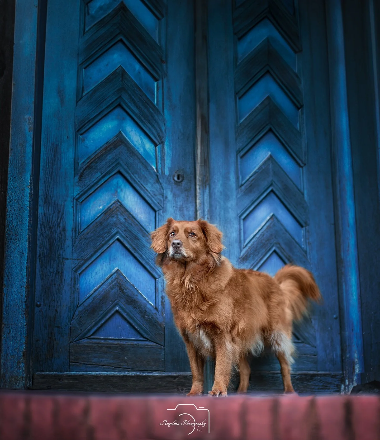 &bull; Joy &bull; 

Ach es wird bald wieder Zeit mehr urban zu fotografieren 😍

Denke ich werde mal ne andere Stadt abchecken 🤭

#tierfotografin #tierfotografie #hundeshooting #hund 

_____________________________________________________
Tierfotogr