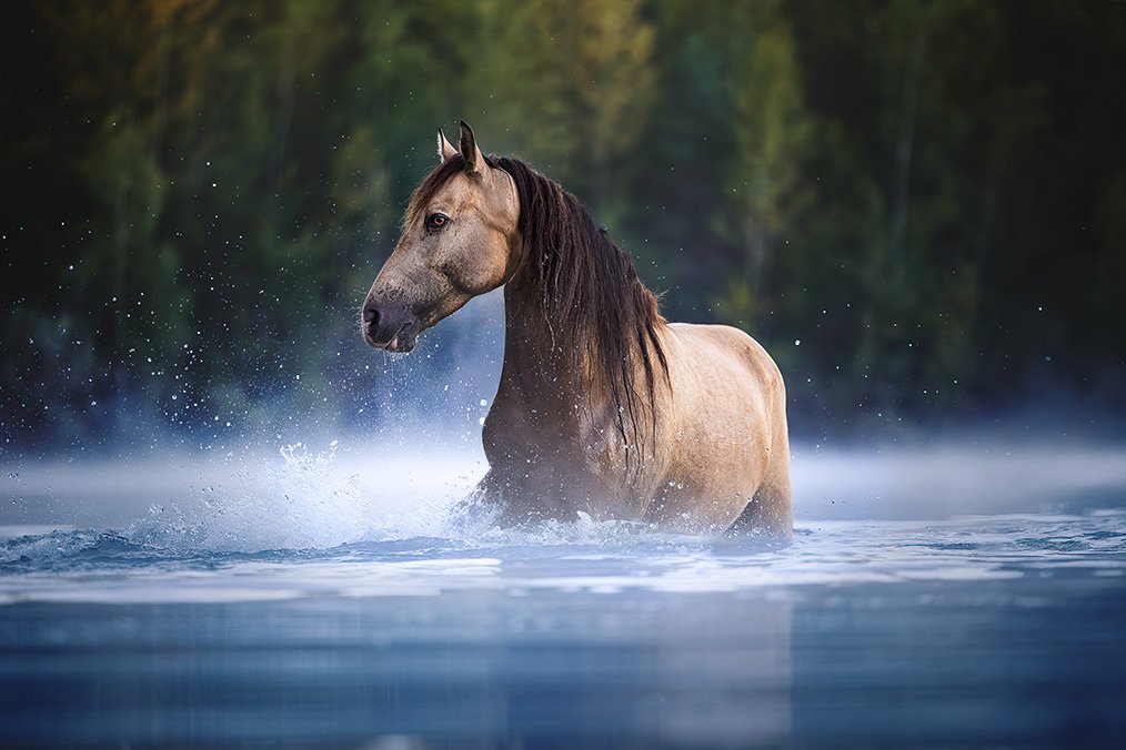 Steigendesbraunespferd-Pferdefotorgafie-Fineart-deutschland