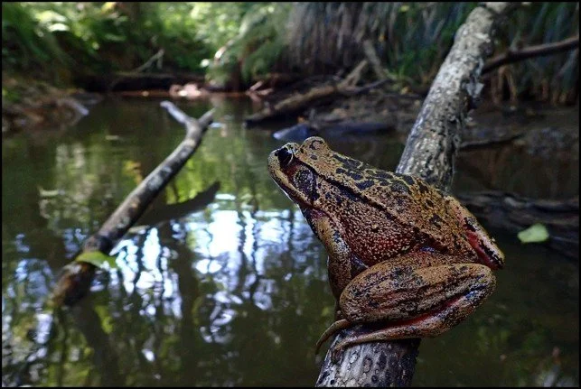 Webinar: Herpetofauna in the Time of Drought