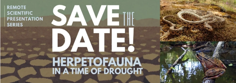 Webinar: Herpetofauna in the Time of Drought