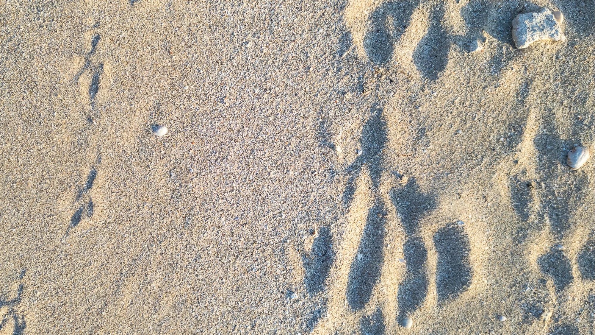 Footprints in sandy beach with small seashells scattered around