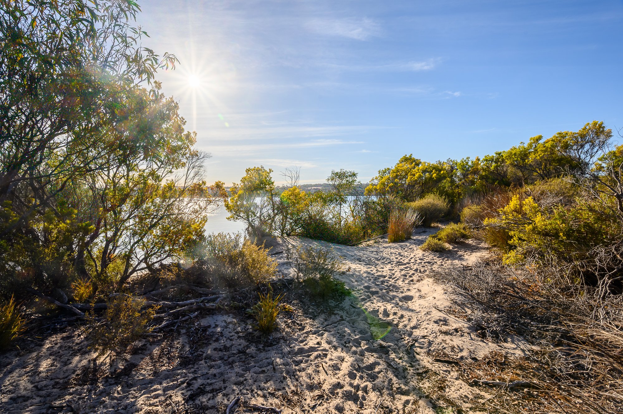 A sandy trail through dense shrubs and small trees under a bright sun in a natural outdoor setting.