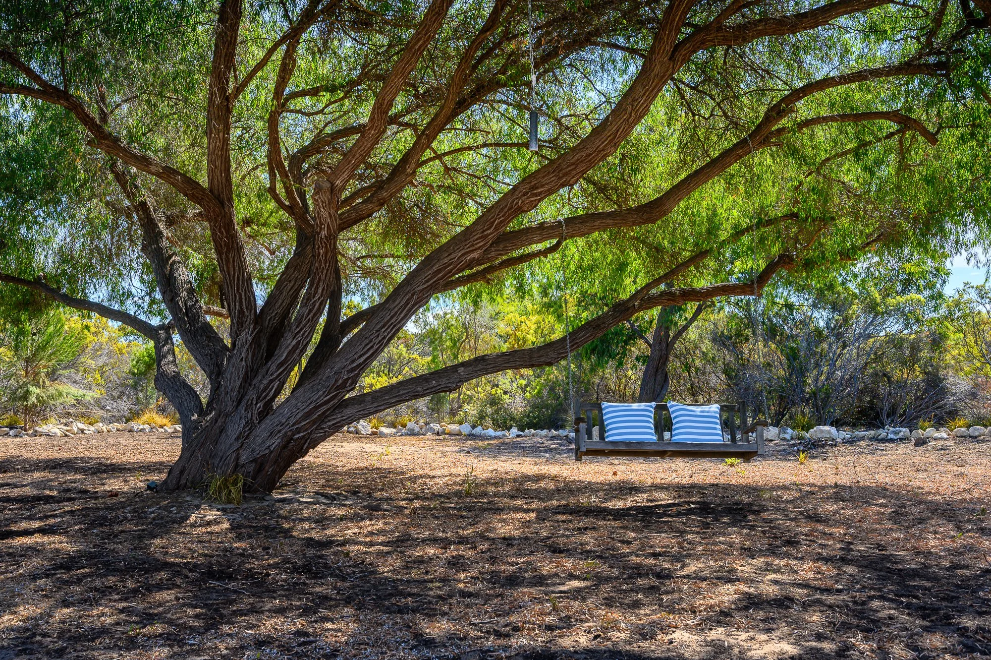 A large tree with green foliage and a swing with blue and white striped cushions hanging from one of its branches, in a sunny outdoor setting with dry soil and scattered bushes.