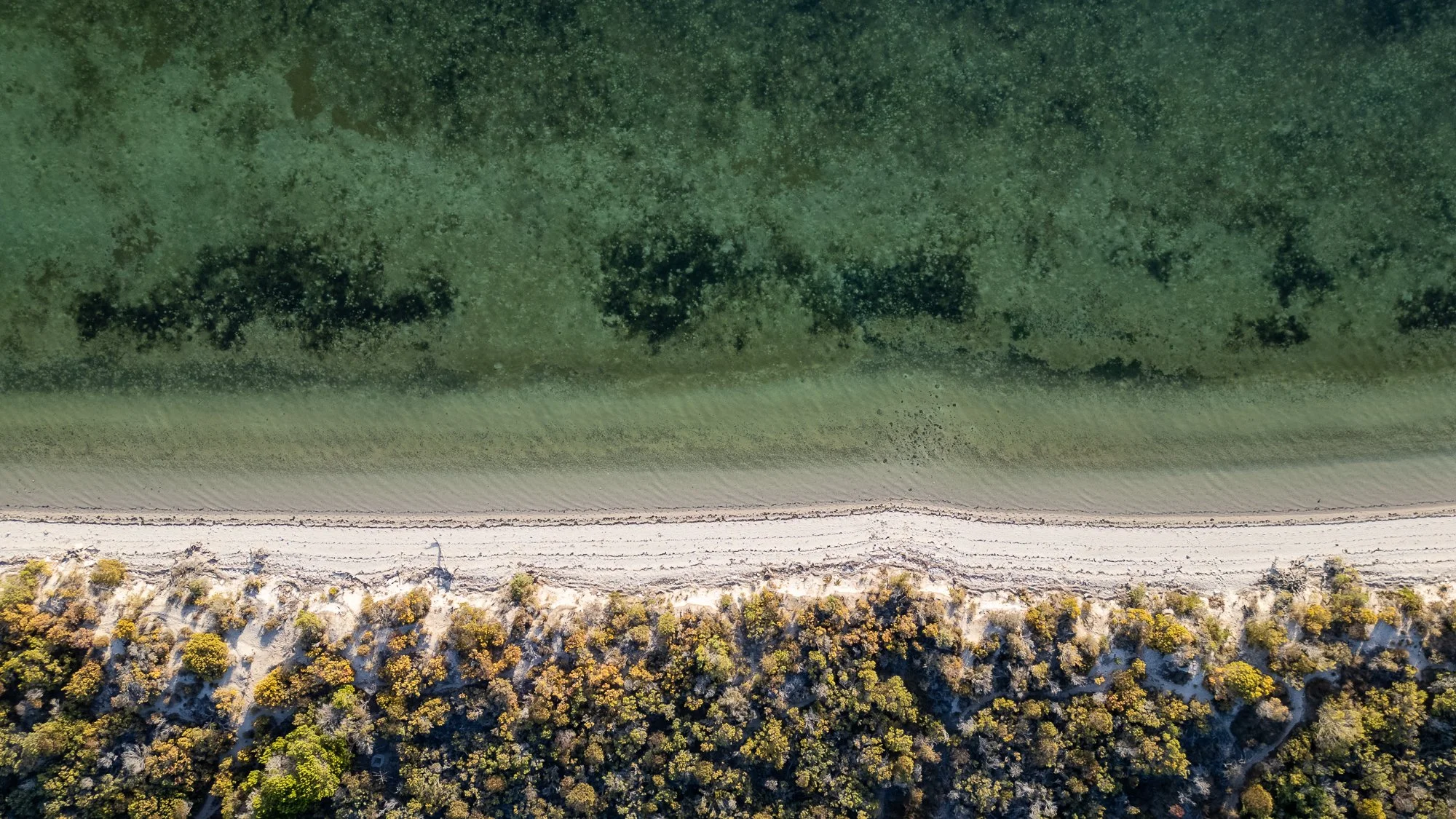 Aerial view of a beach with clear green water and a strip of sandy shoreline lined with trees.
