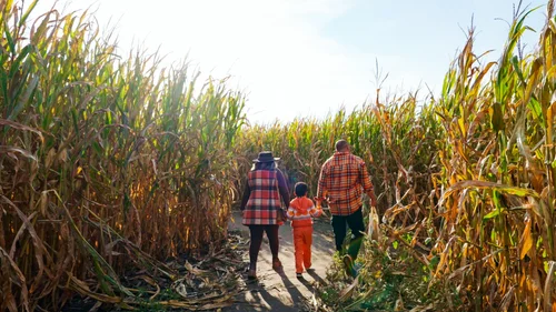 Corn Maze