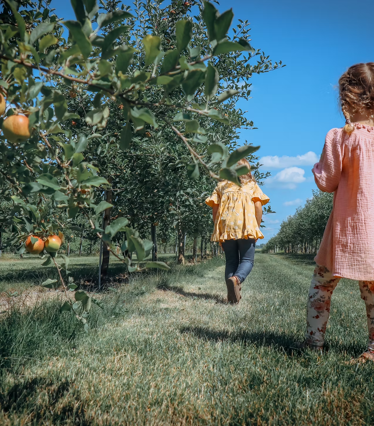 Apple Picking