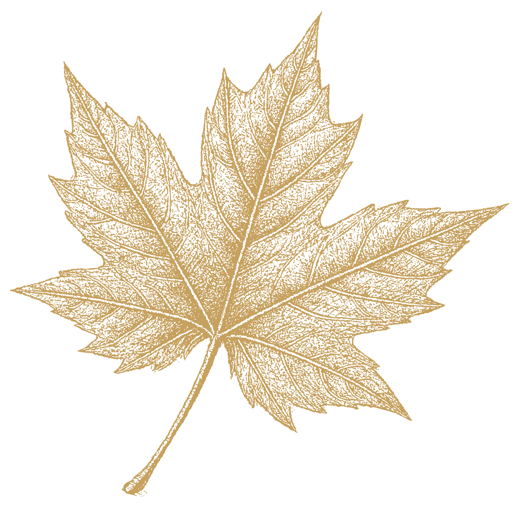 Sycamore Grove Counseling Maple Leaf