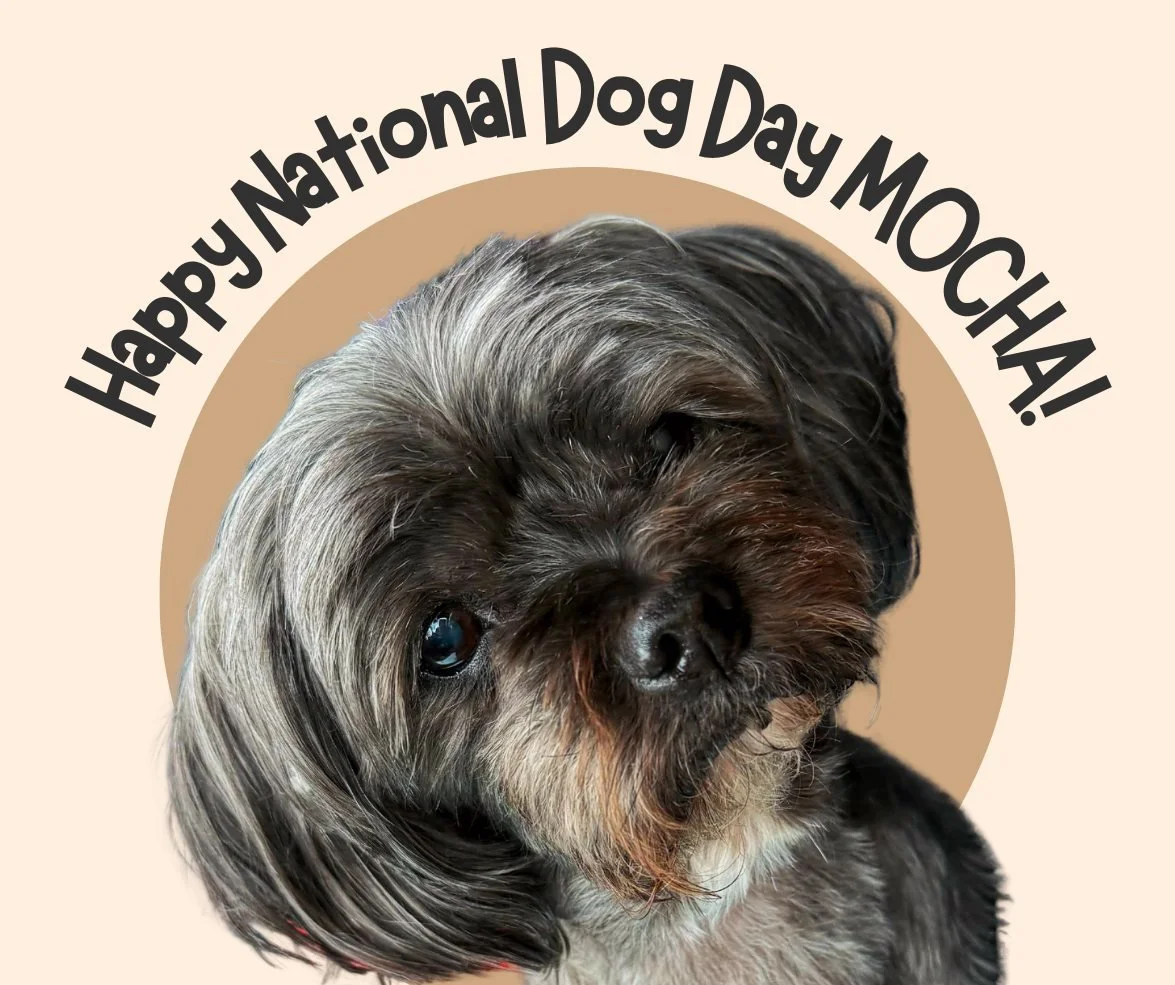 🐾✨ National Dog Day Spotlight: Meet Mocha! 

She&rsquo;s our sassy, toothless queen 👑 A dark gray, chocolate brown, and aged white Shih Tzu... who&rsquo;s convinced she&rsquo;s more human than dog. At her wise grandma age, Mocha still runs the hous