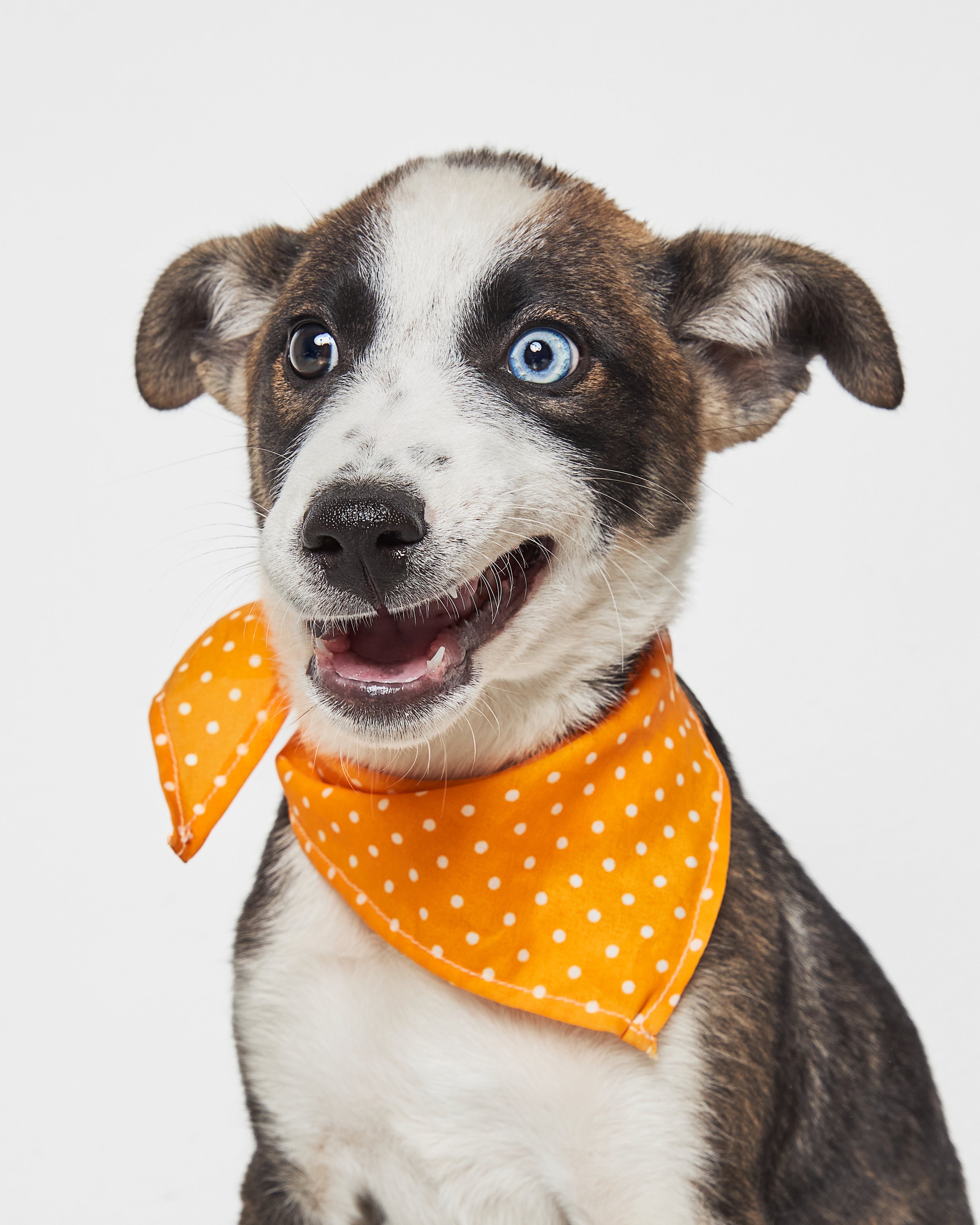 Perro de raza mestiza con ojos de diferentes colores, uno azul y otro marrón, usando delantal naranja con puntos blancos.