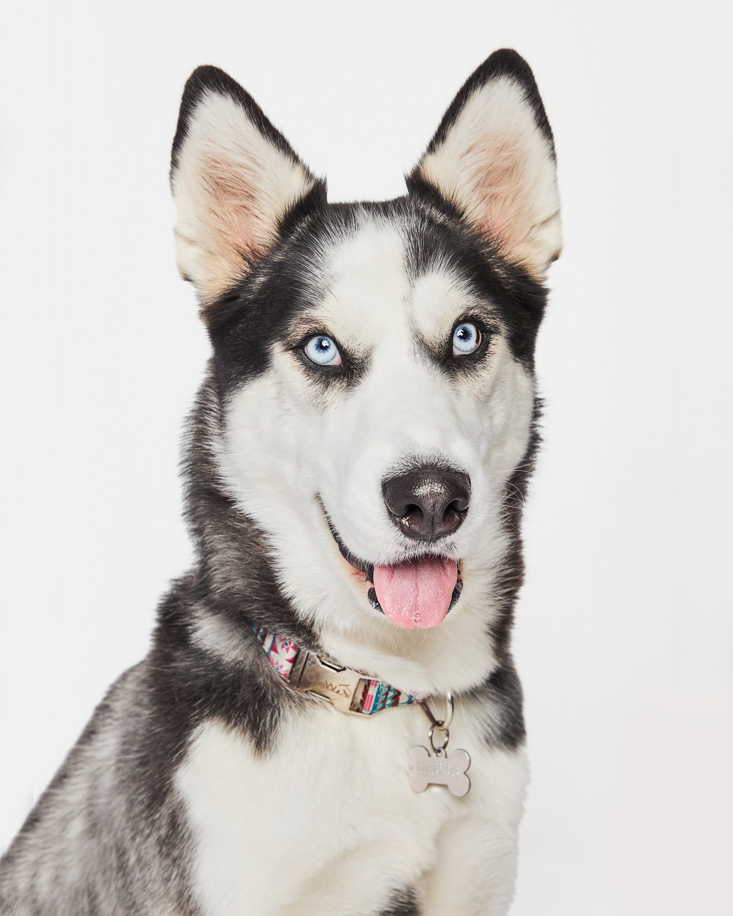 Perro de raza husky con pelaje negro y blanco, orejas erguidas, comiendo con la lengua afuera, sobre fondo blanco.