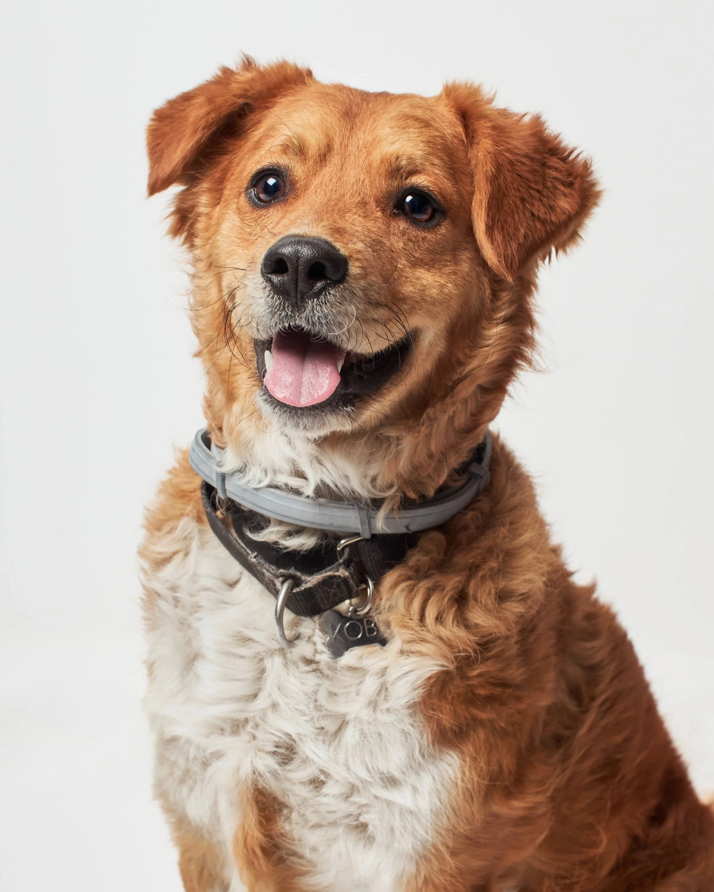 Perro con pelaje rizado y orejas caídas, de color marrón y blanco, con collar y placa, mirando hacia adelante con la boca abierta, en un fondo blanco.