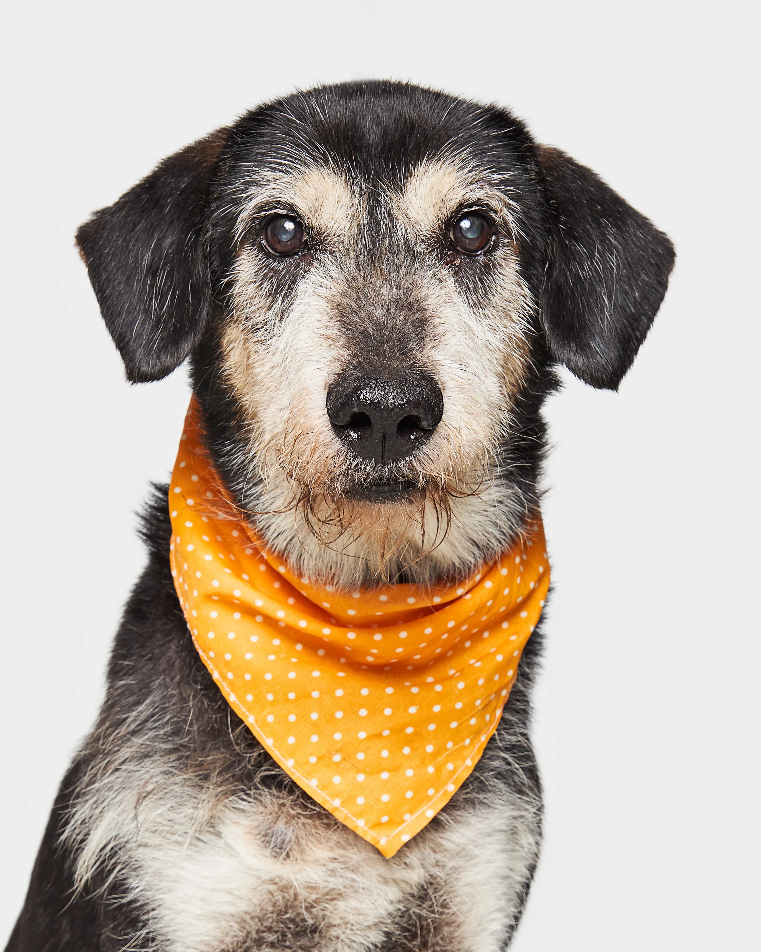 Zafir_Adoptist_2025_07_BY_RICARDO_SOLIS_21.jpg