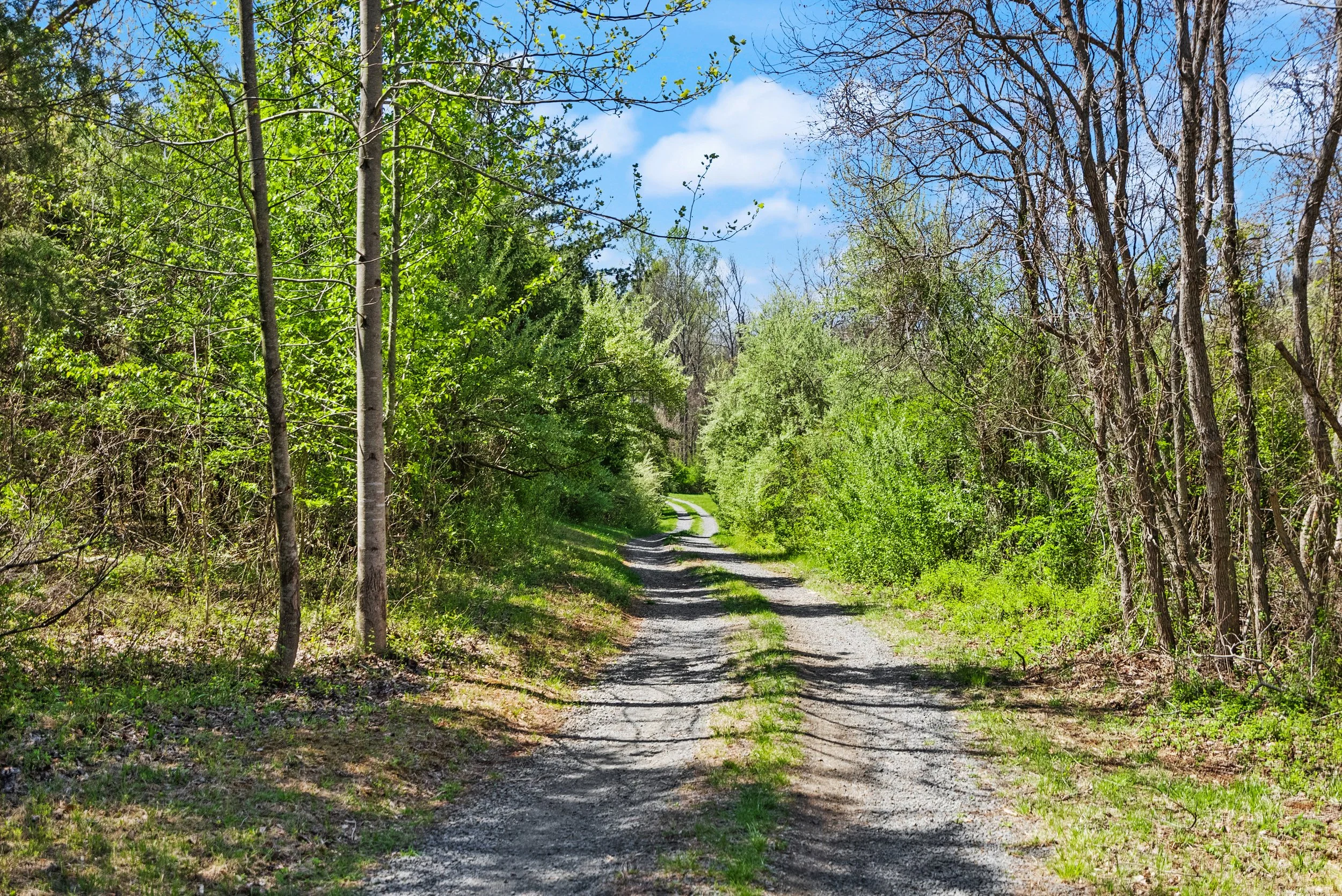 A dirt trail winding through a lush green forest under a blue sky with some clouds.