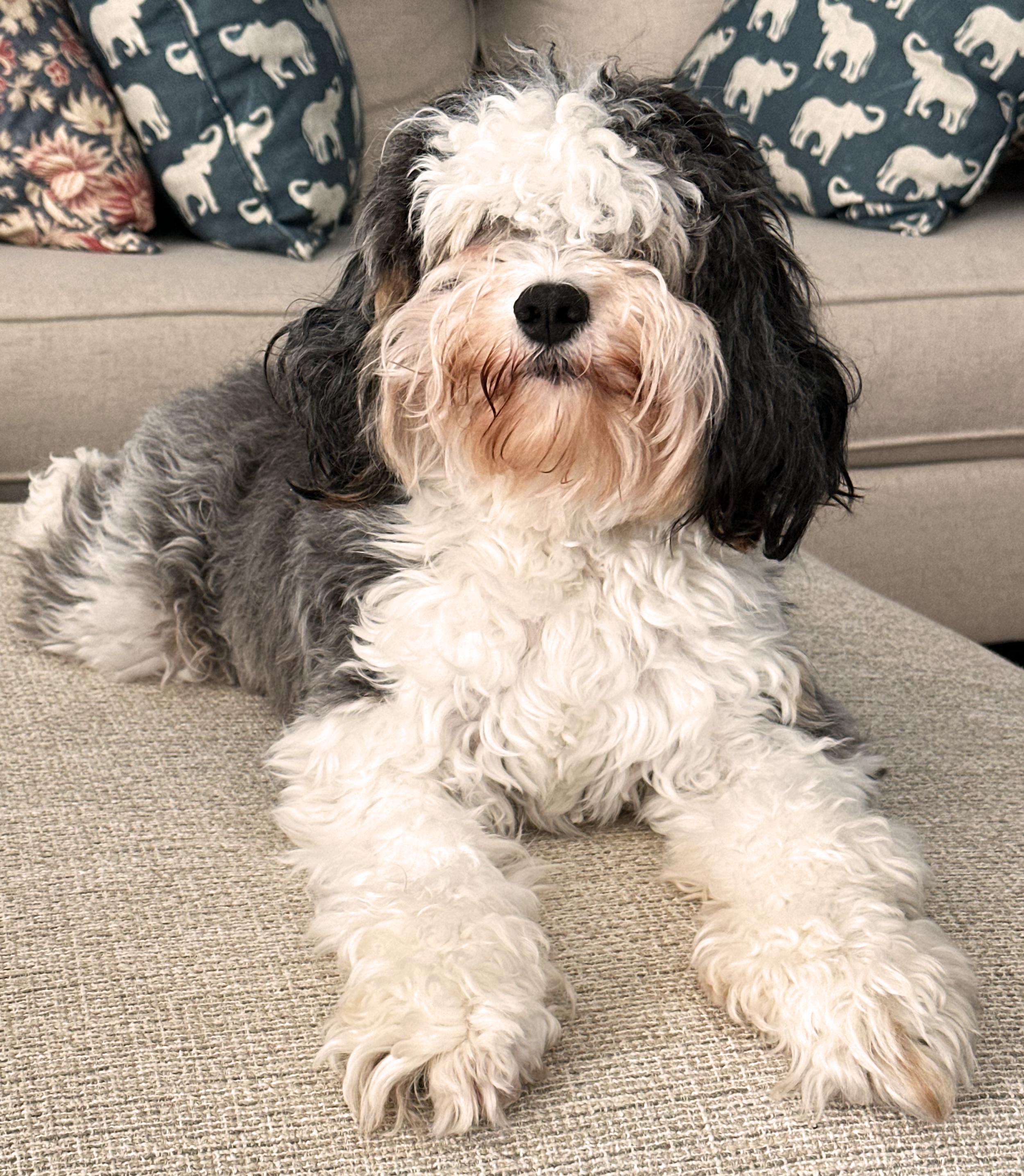 A fluffy, black, white, and gray dog with curly fur lying on a beige couch in a living room.